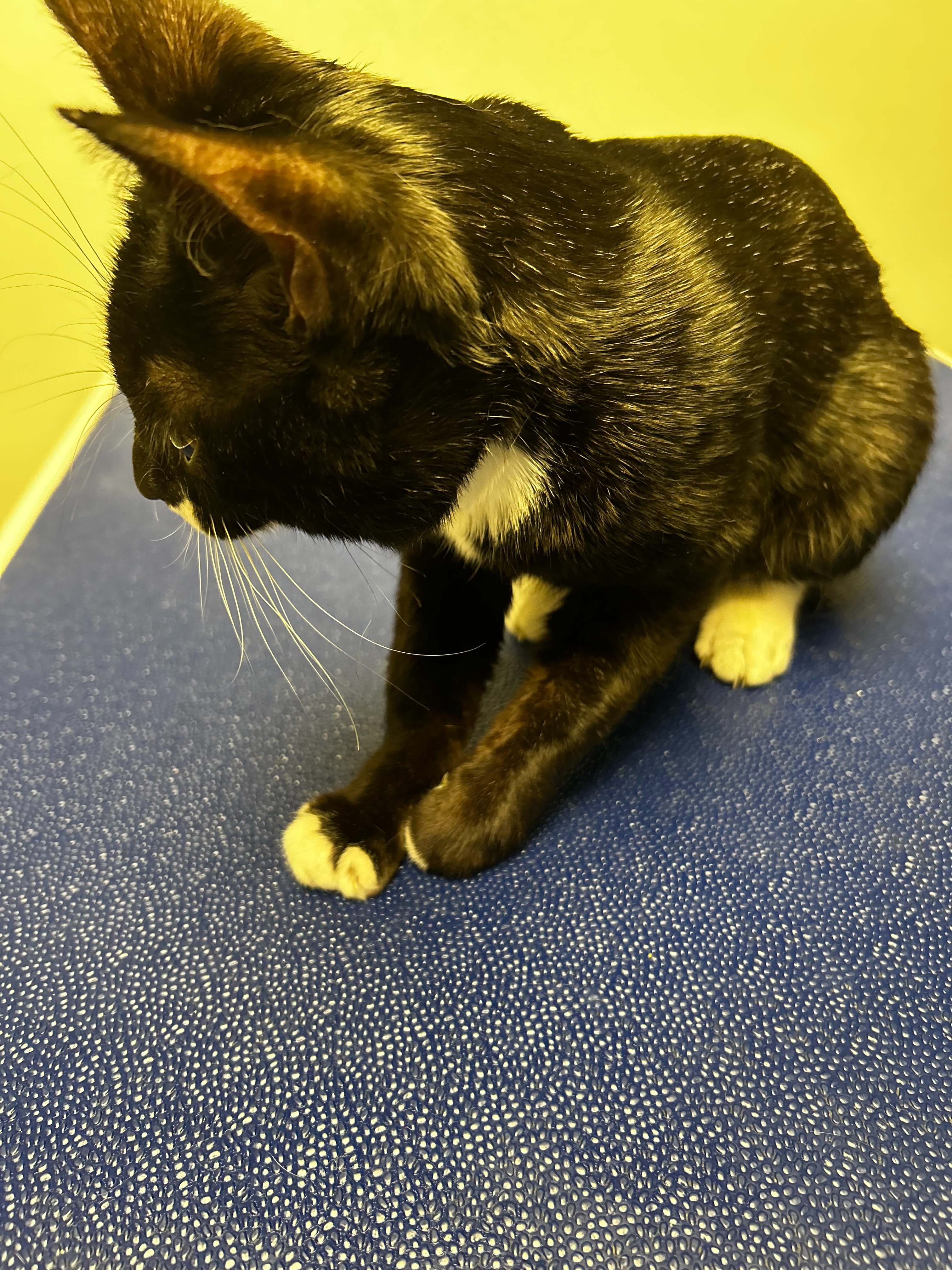Help Cover Surgery for My Injured Kitten Knox campaign photo, 2 of 7