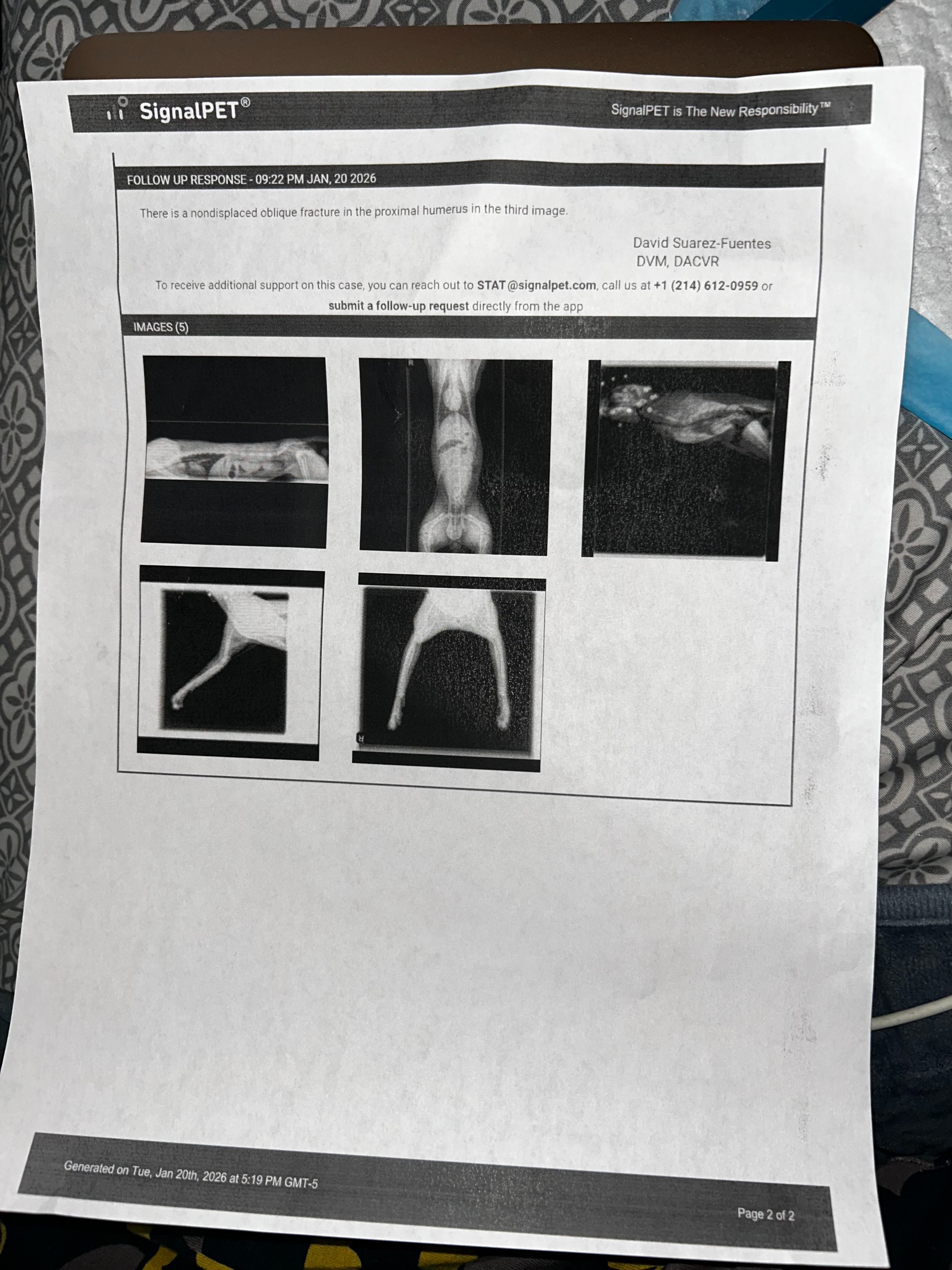 Help Cover Surgery for My Injured Kitten Knox campaign photo, 6 of 7