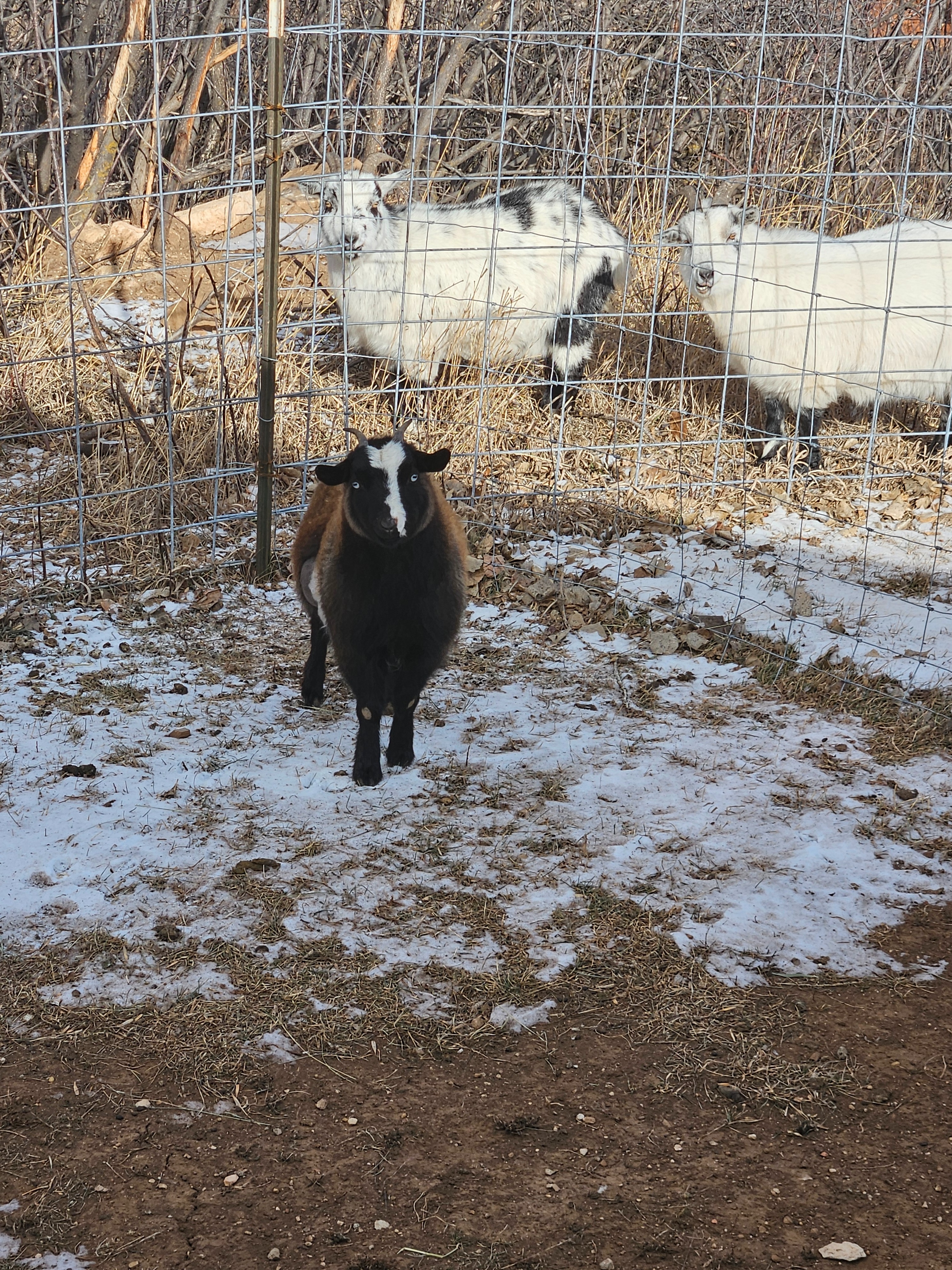 Help June the Goat Get Life-Saving Surgery campaign photo, 2 of 3