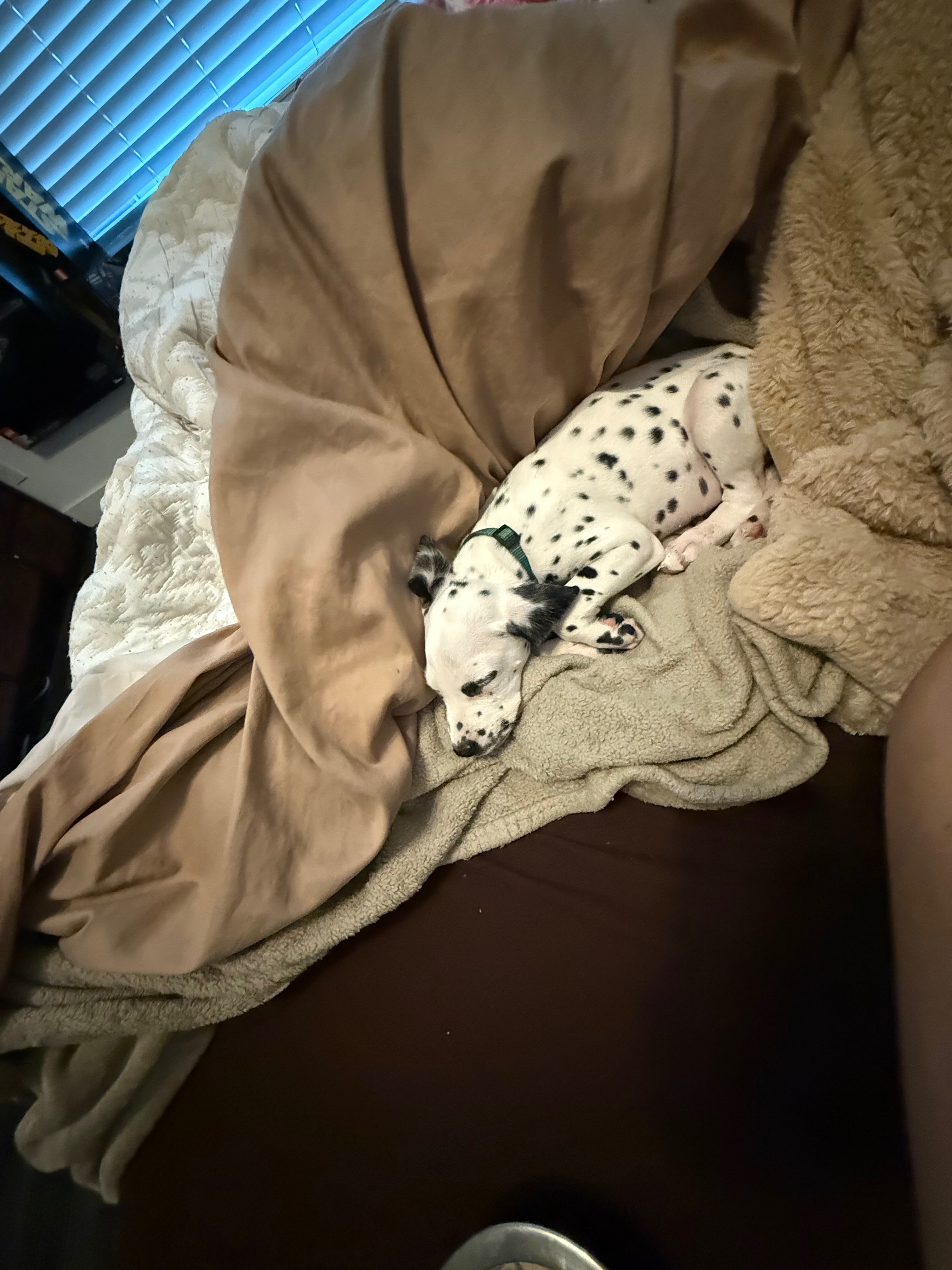 Help Perseus Get Lifesaving Heart Surgery campaign photo, 7 of 8