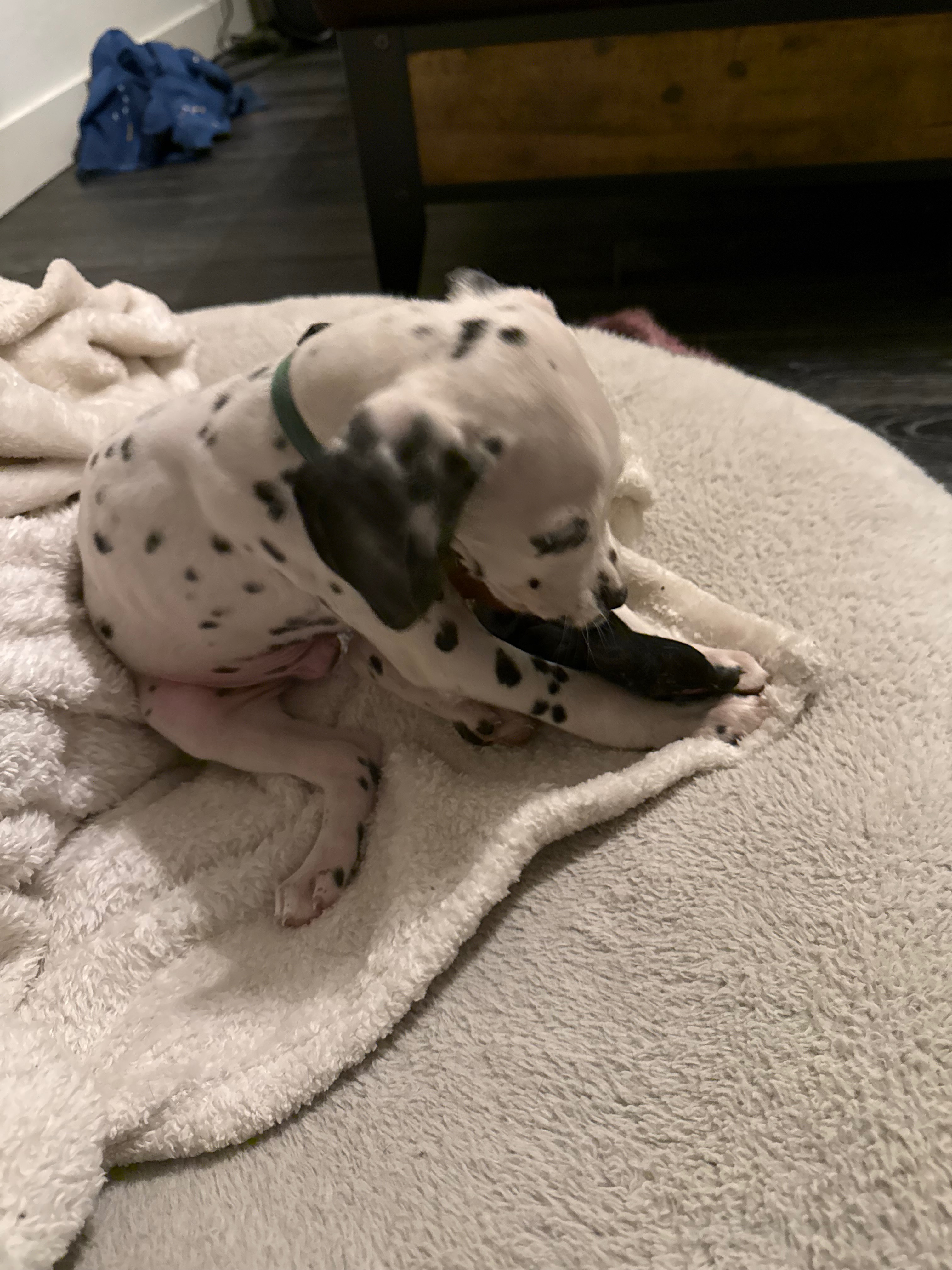 Help Perseus Get Lifesaving Heart Surgery campaign photo, 2 of 8