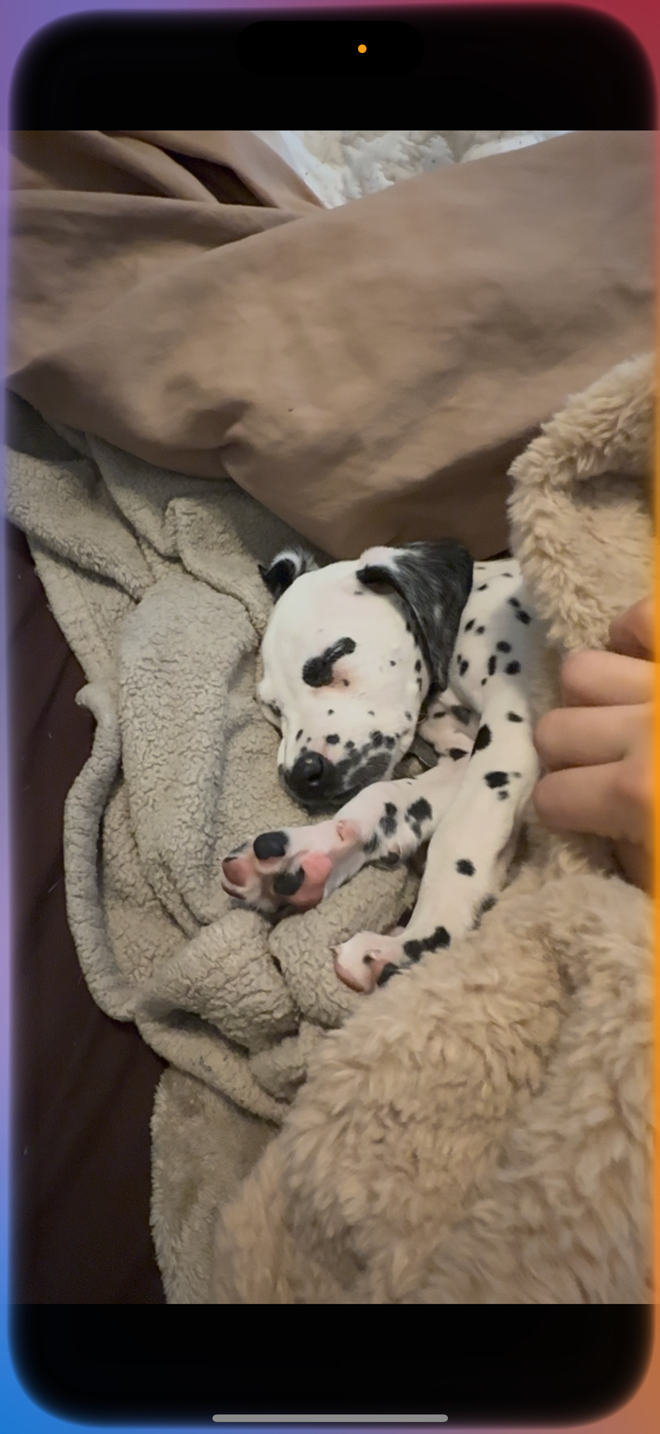 Help Perseus Get Lifesaving Heart Surgery campaign photo, 5 of 8