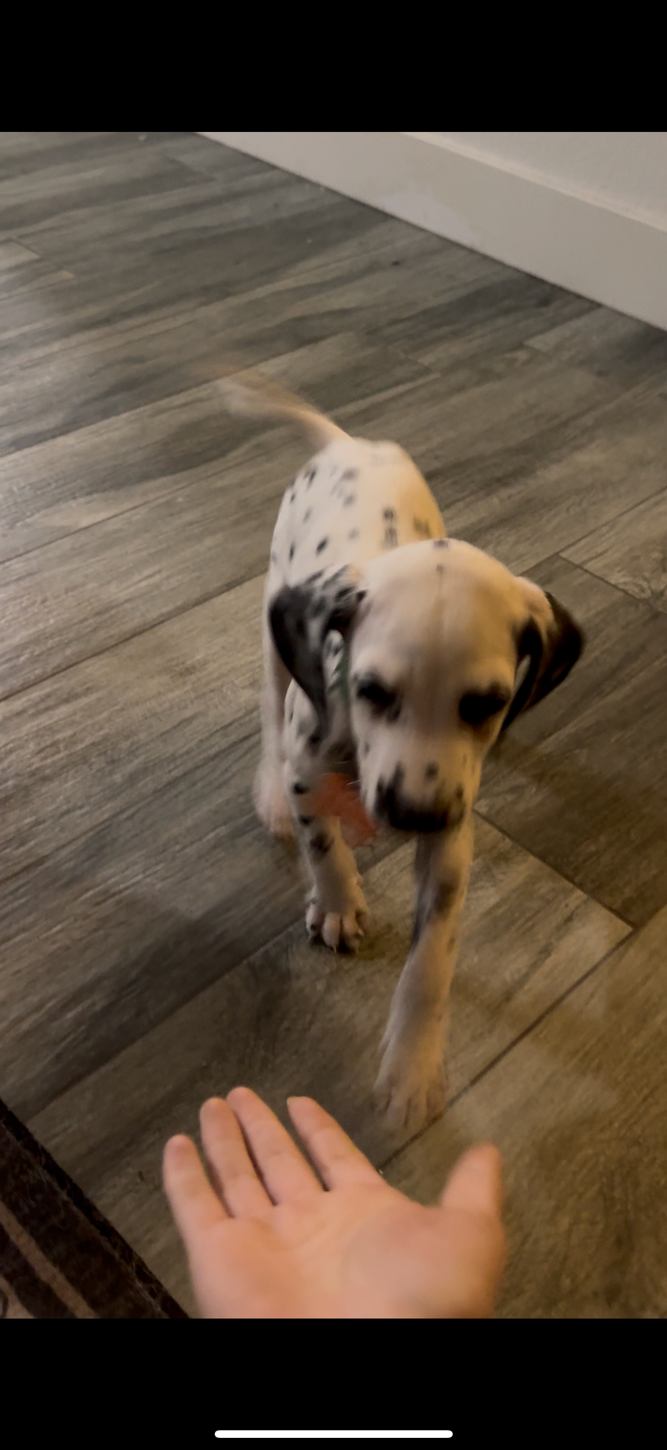Help Perseus Get Lifesaving Heart Surgery campaign photo, 4 of 8