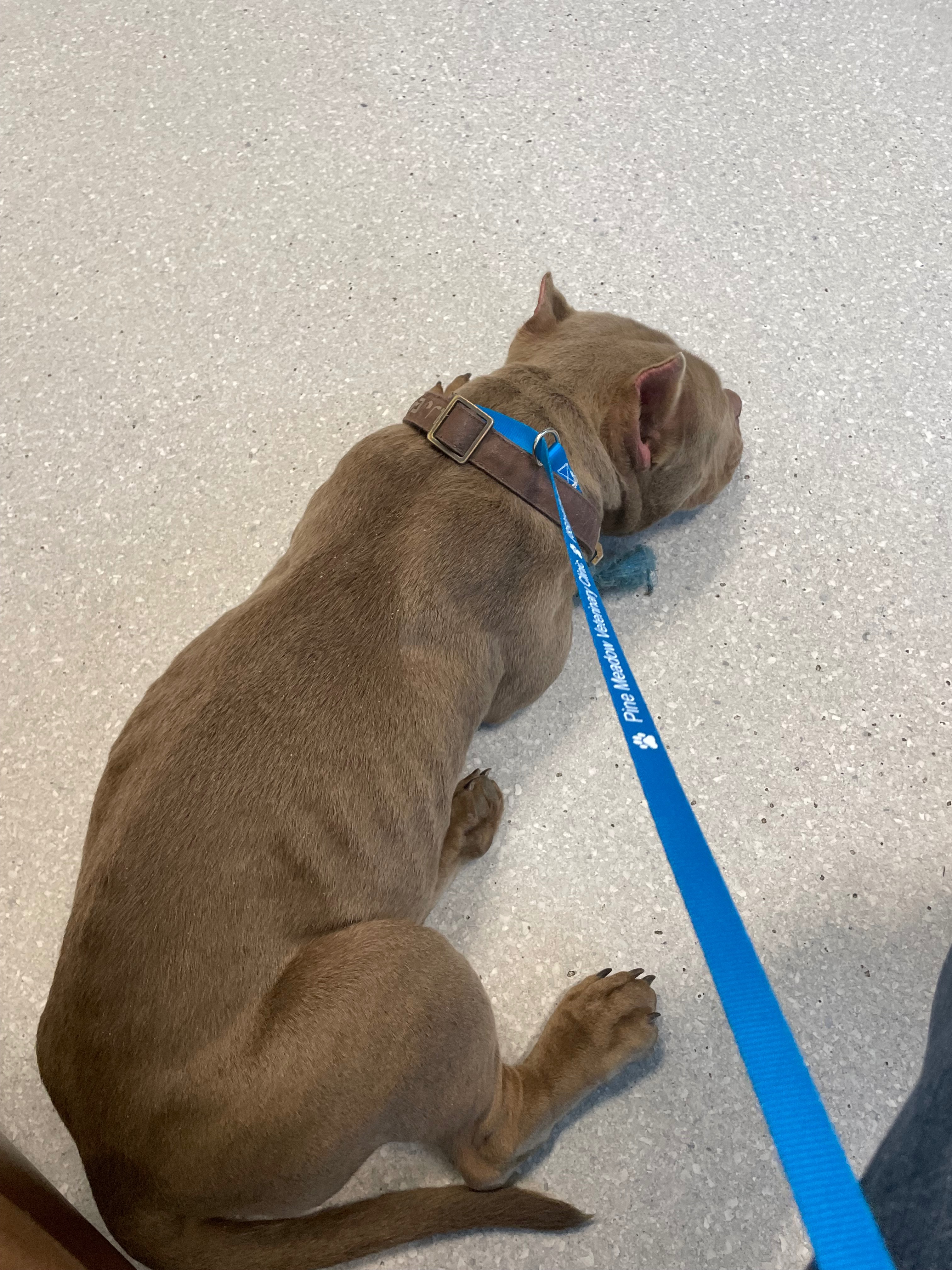 Support Sherry's Rescue of a Stray Dog that needs surgery! campaign photo, 7 of 8