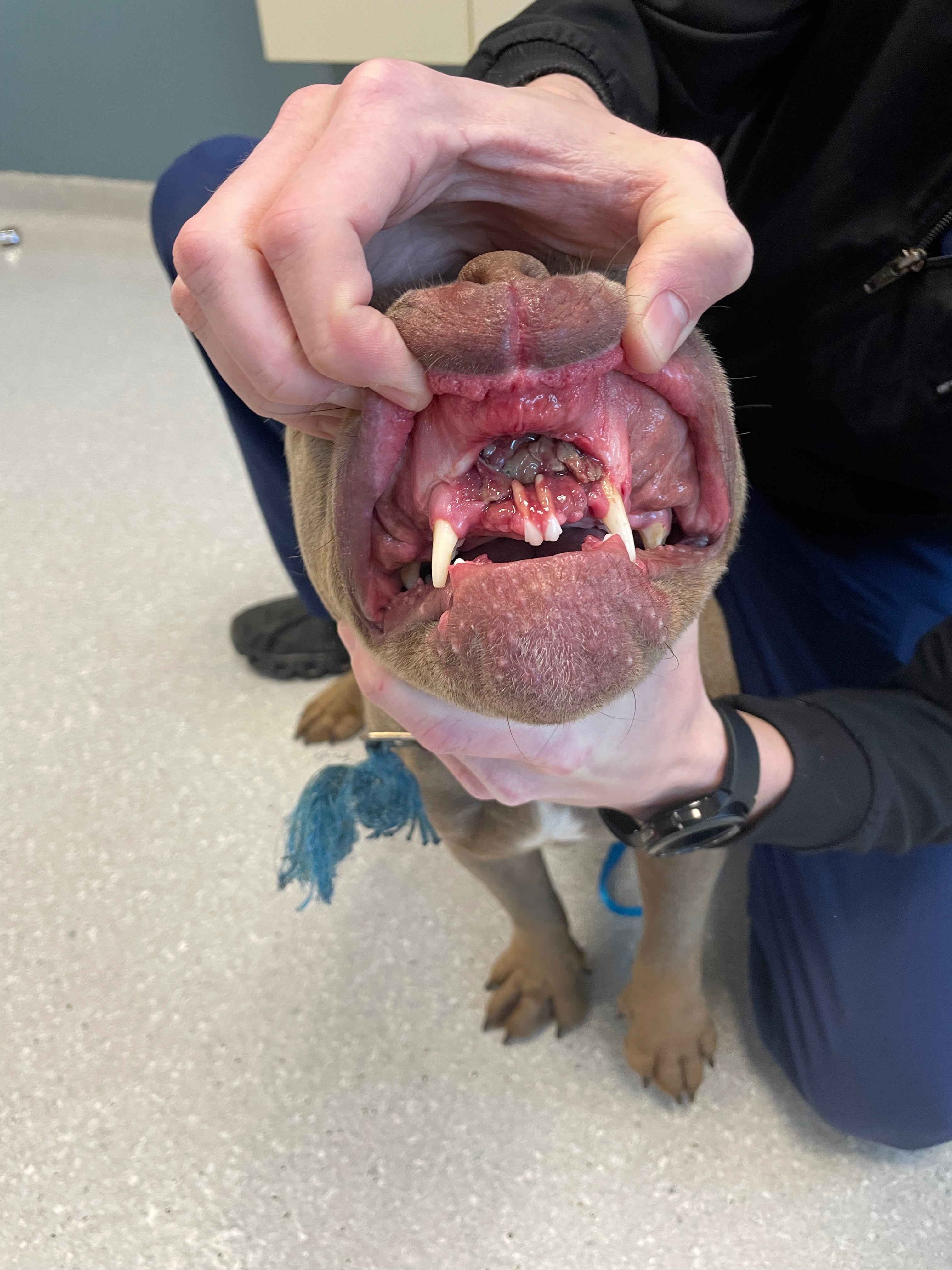 Support Sherry's Rescue of a Stray Dog that needs surgery! campaign photo, 2 of 8