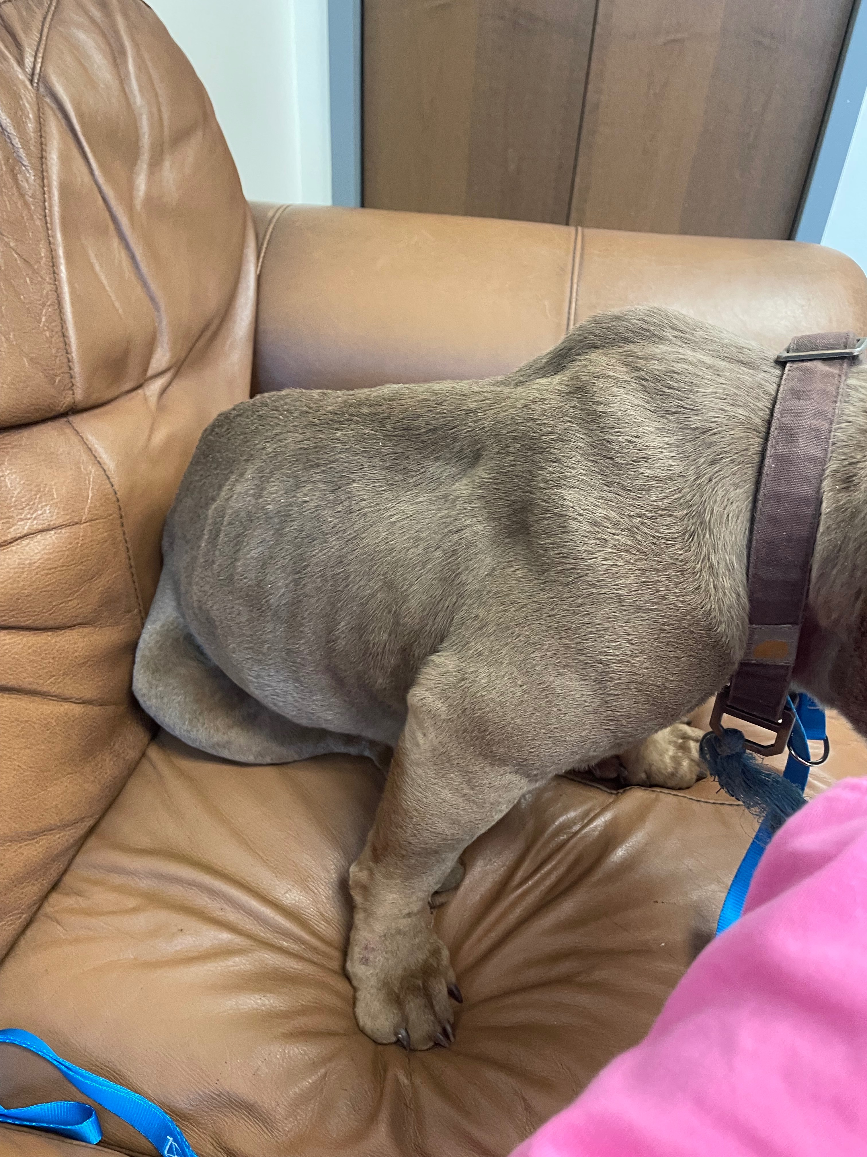 Support Sherry's Rescue of a Stray Dog that needs surgery! campaign photo, 4 of 8
