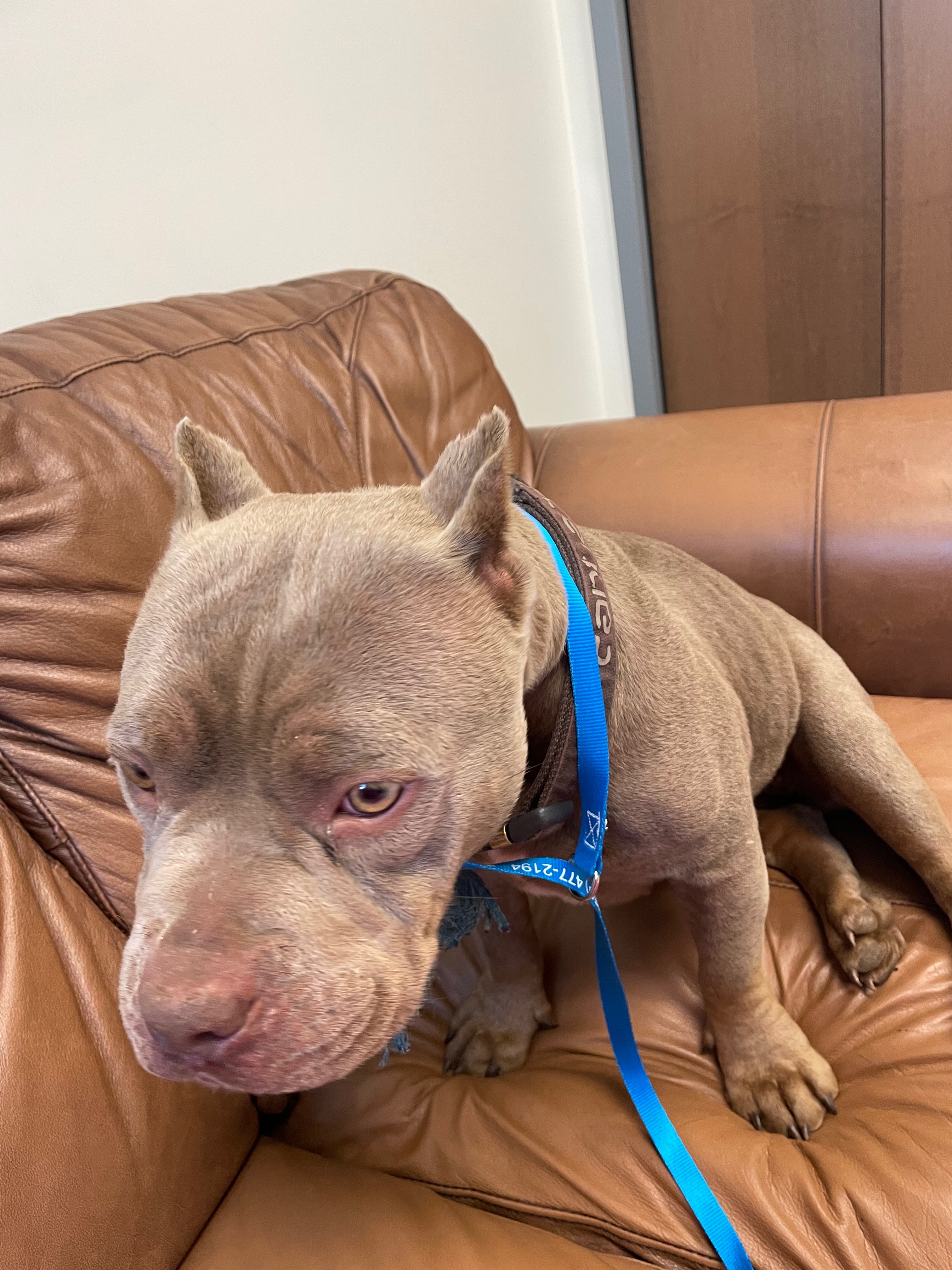 Support Sherry's Rescue of a Stray Dog that needs surgery! campaign photo, 6 of 8