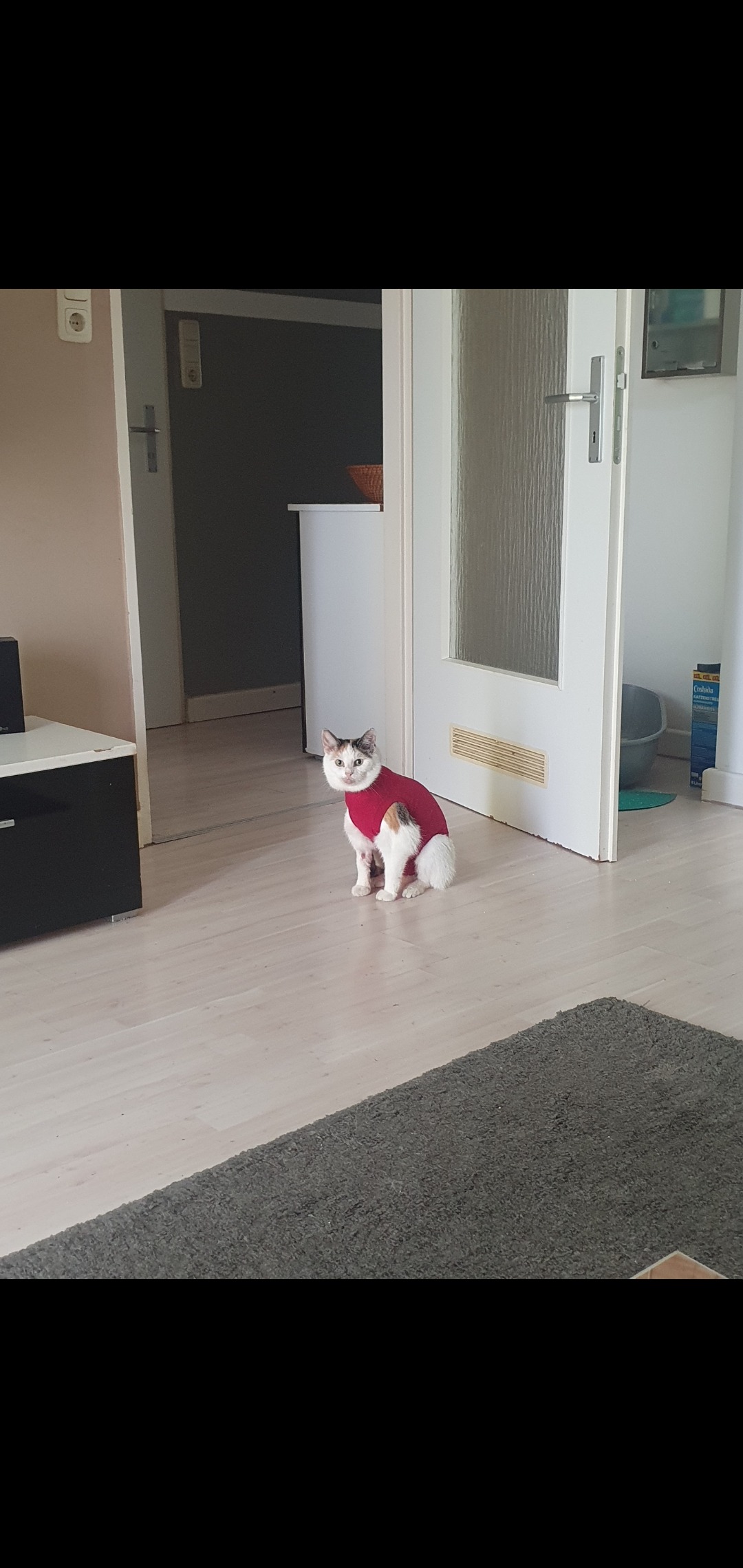 Katze Lilli hat nie Ruhe. Dritte OP innerhalb kurzer Zeit campaign photo, 2 of 7