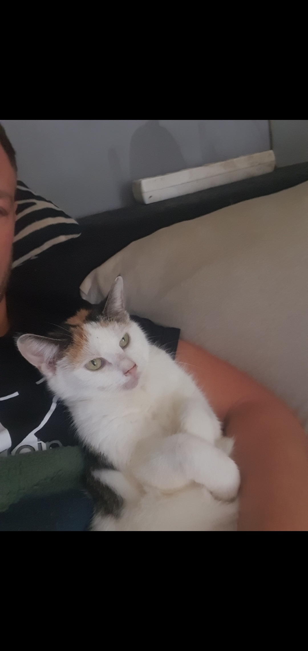 Katze Lilli hat nie Ruhe. Dritte OP innerhalb kurzer Zeit campaign photo, 4 of 7