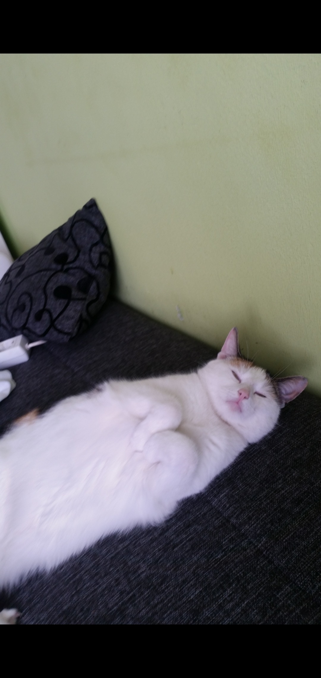 Katze Lilli hat nie Ruhe. Dritte OP innerhalb kurzer Zeit campaign photo, 5 of 7