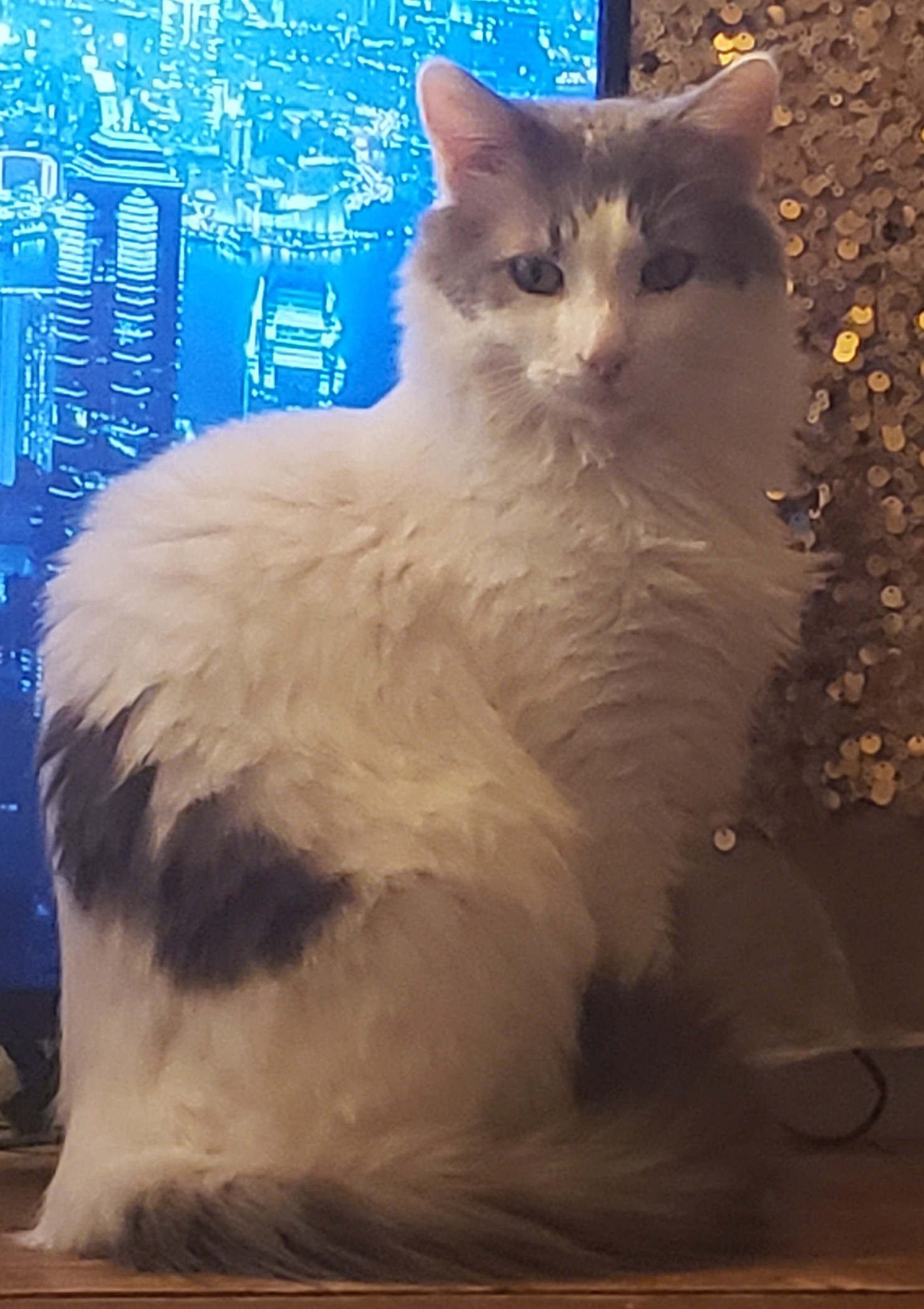 Stinky my rescue kitty has urinary crystals possible blokage campaign photo, 7 of 8