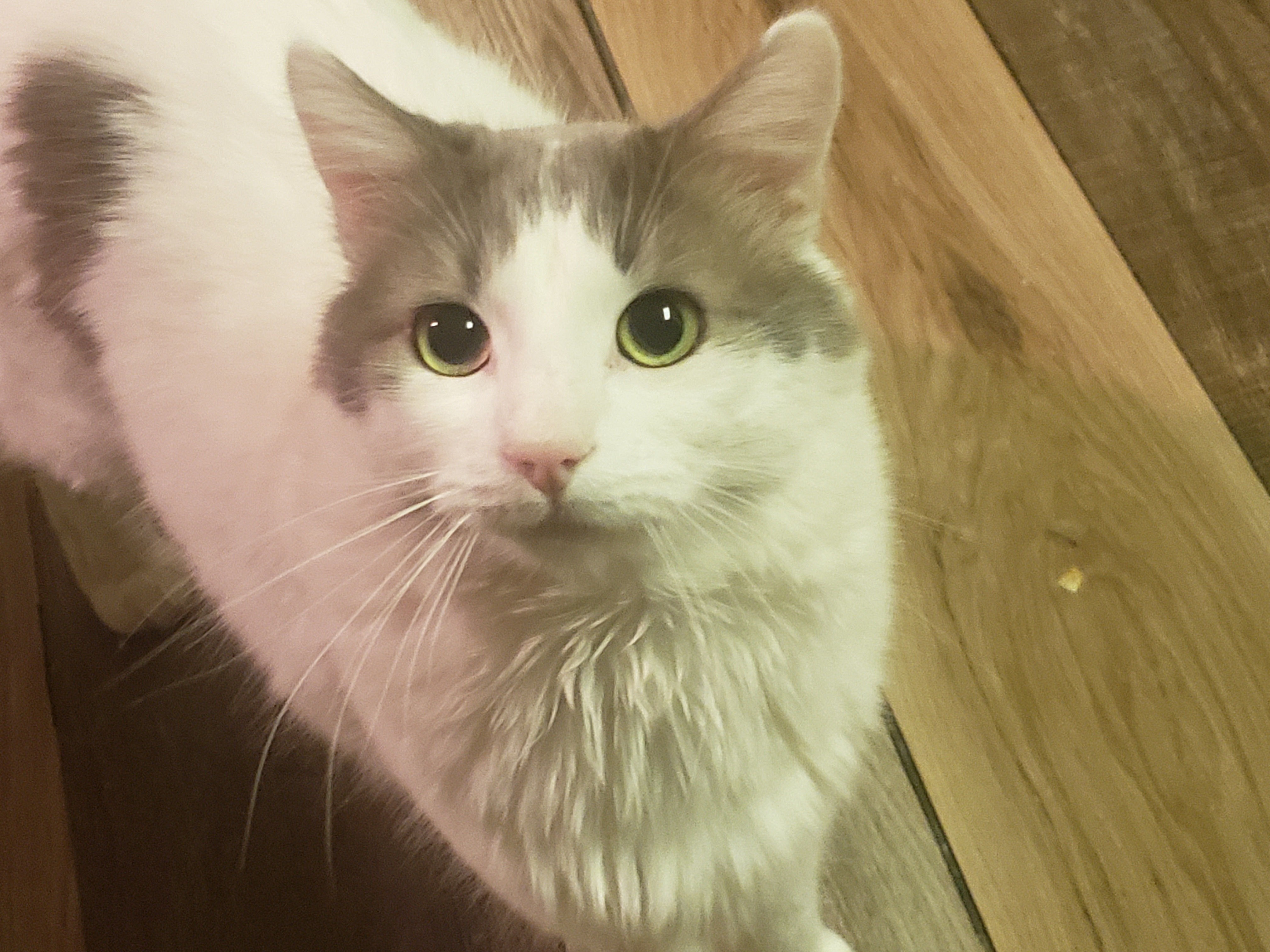 Stinky my rescue kitty has urinary crystals possible blokage campaign photo, 2 of 8