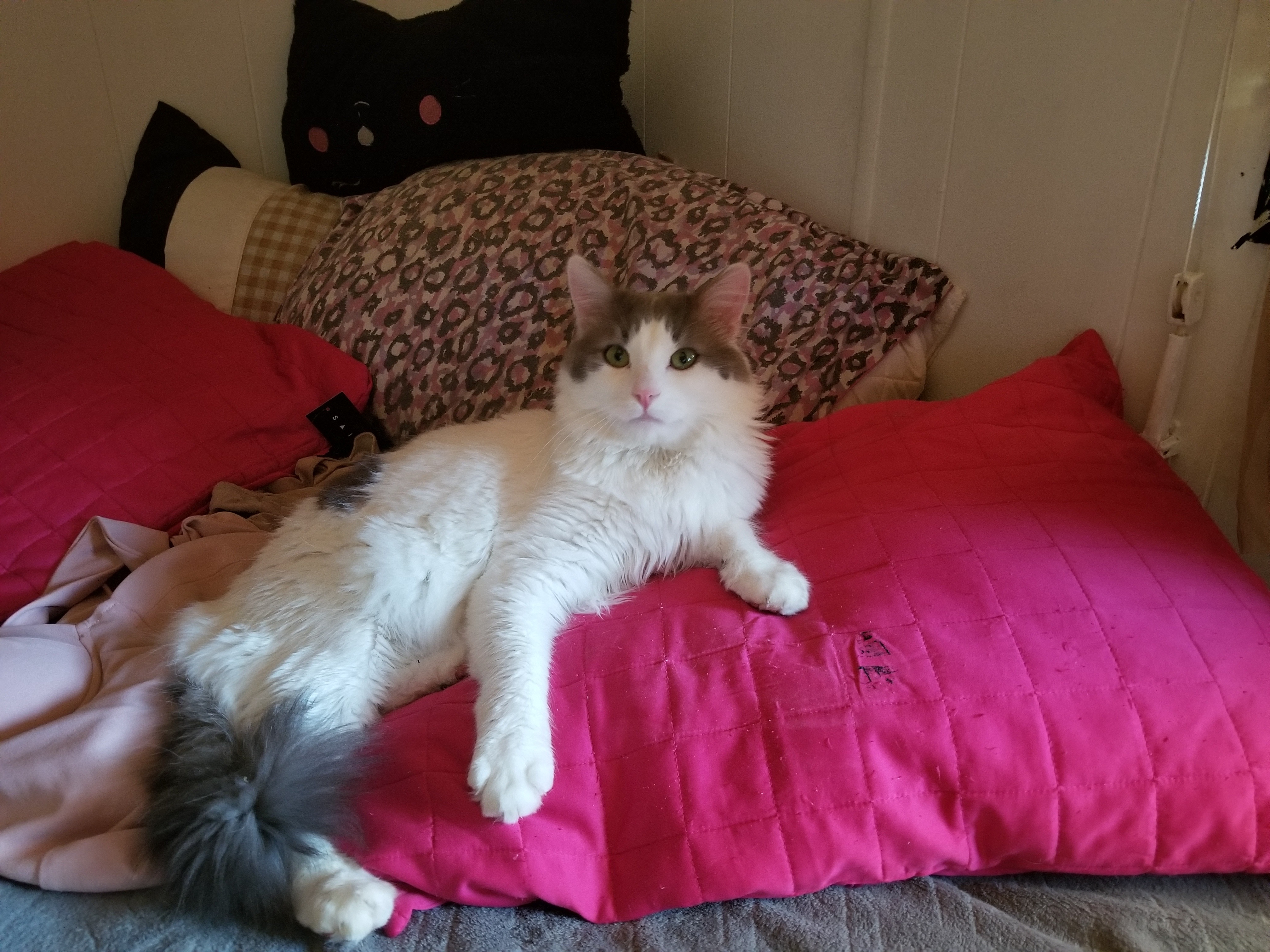 Stinky my rescue kitty has urinary crystals possible blokage campaign photo, 4 of 8