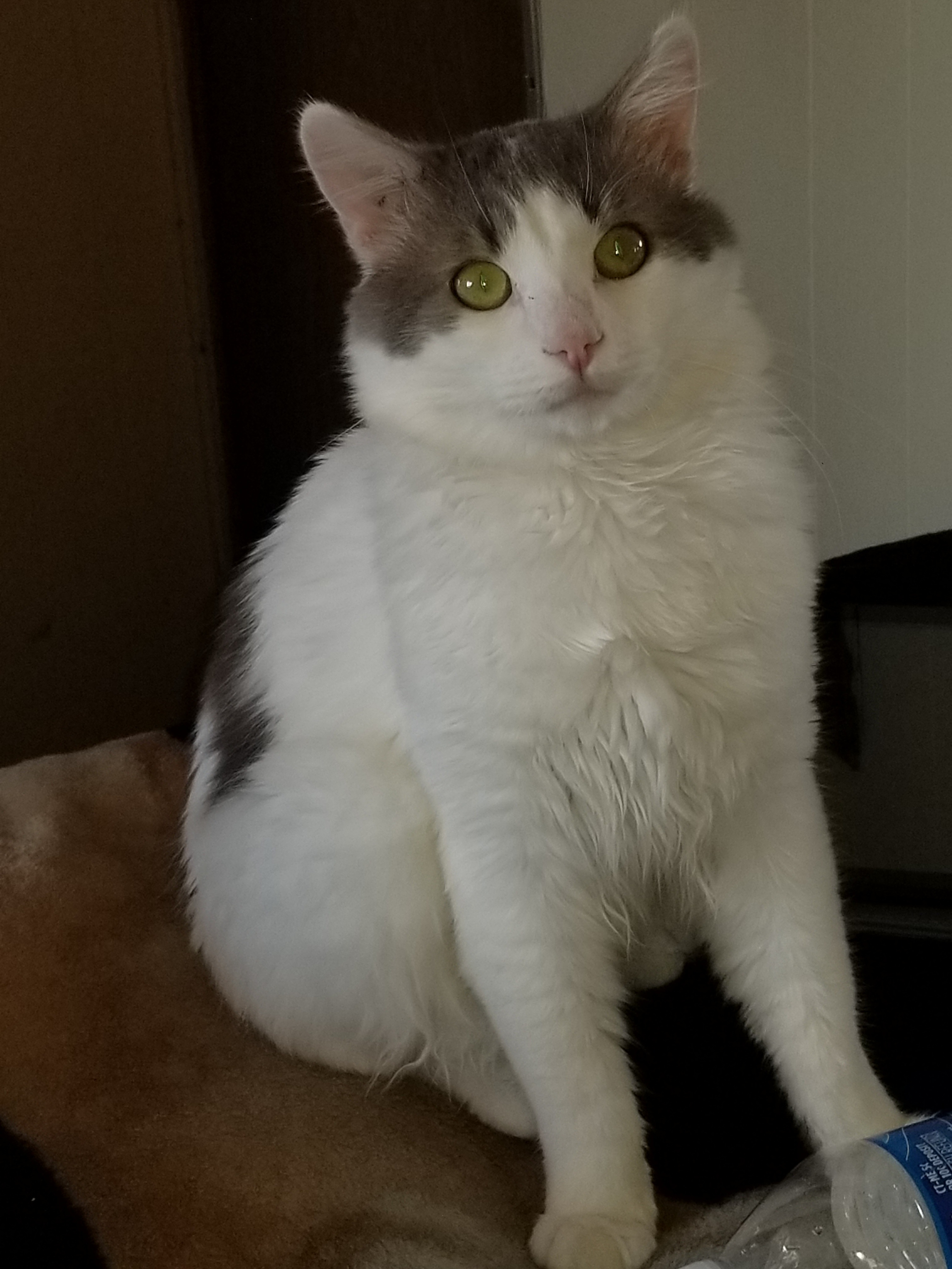 Stinky my rescue kitty has urinary crystals possible blokage campaign photo, 5 of 8