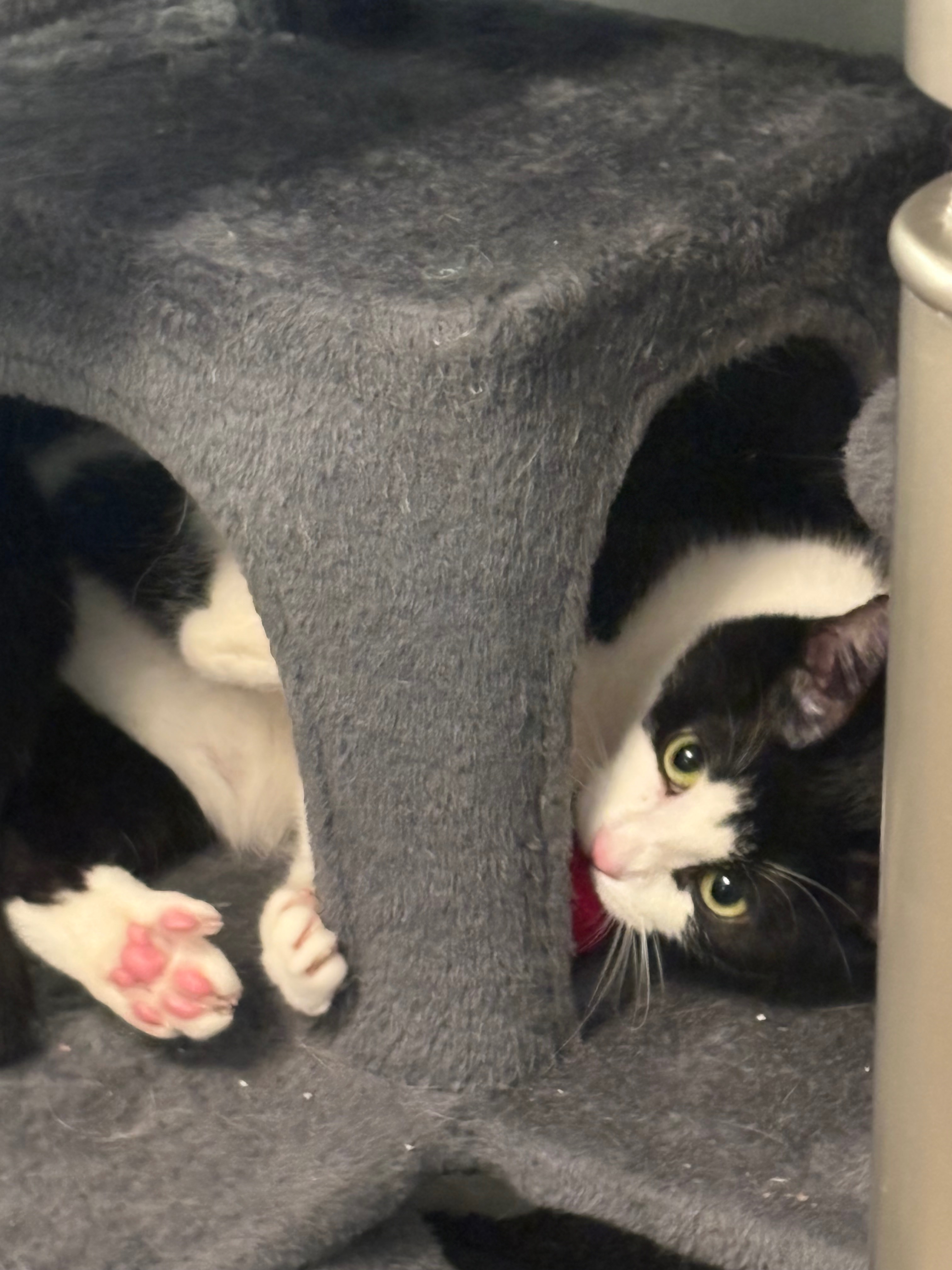 Support Zaatar’s Urgent Surgery Needs campaign photo, 4 of 7