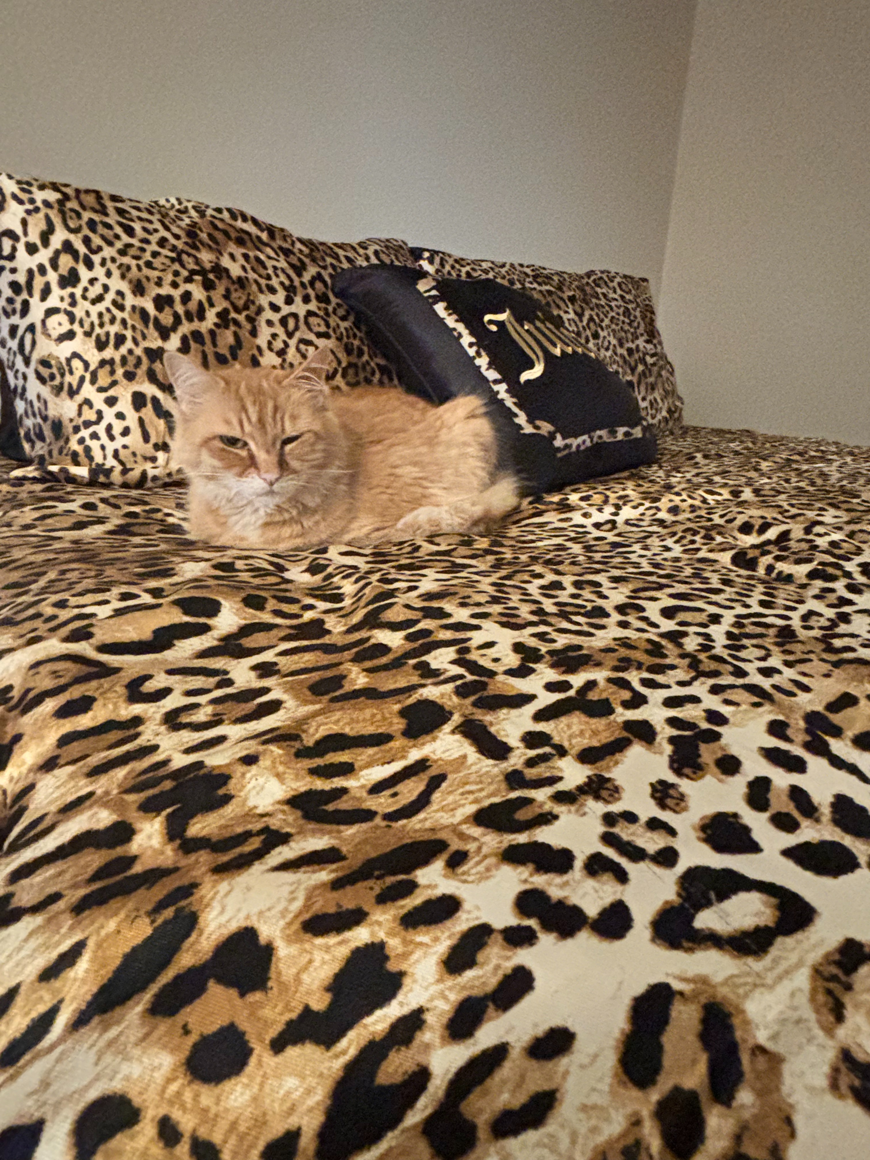 Help Save Ginger’s Life from Pyothorax campaign photo, 6 of 6