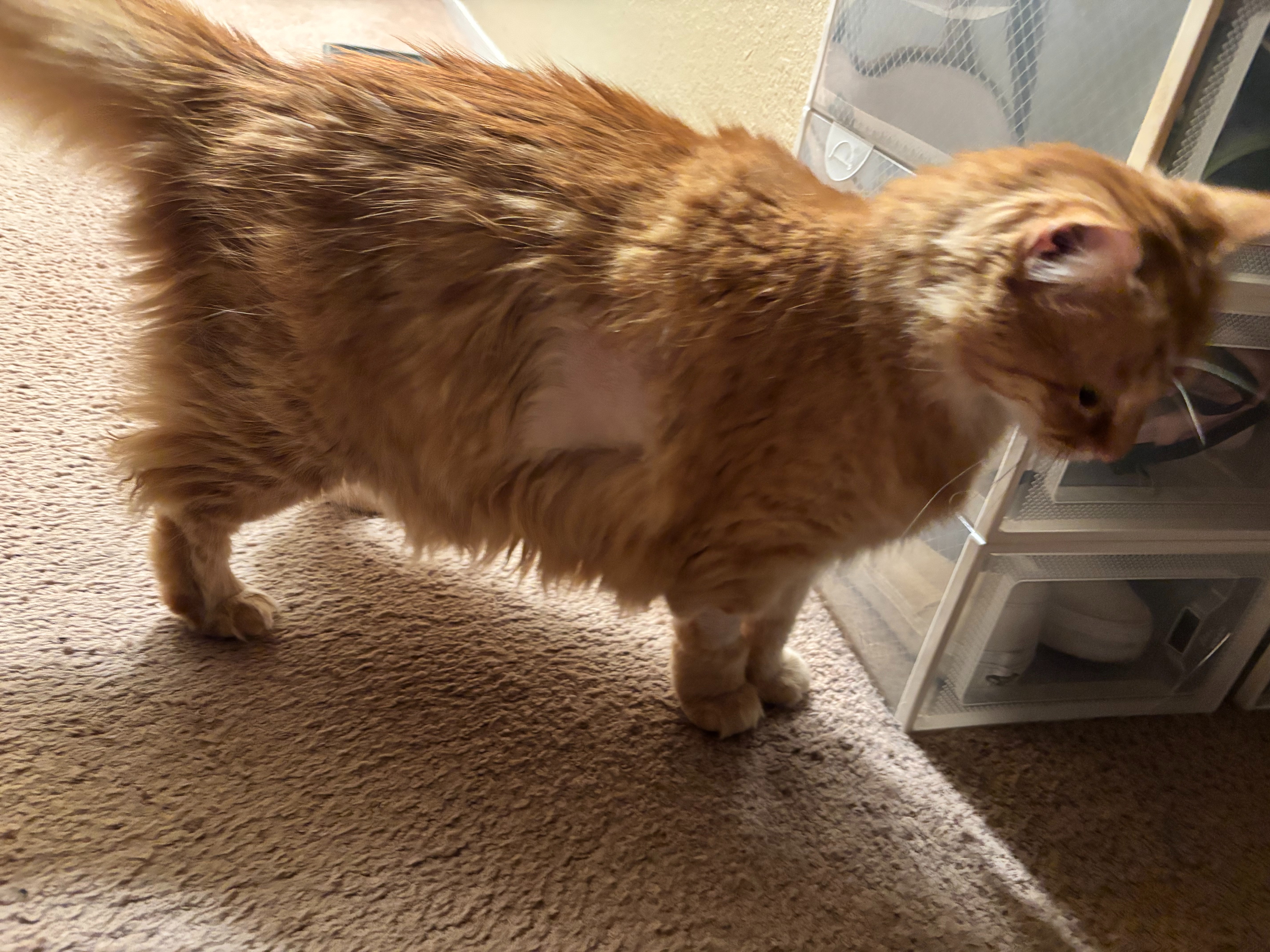 Help Save Ginger’s Life from Pyothorax campaign photo, 2 of 6