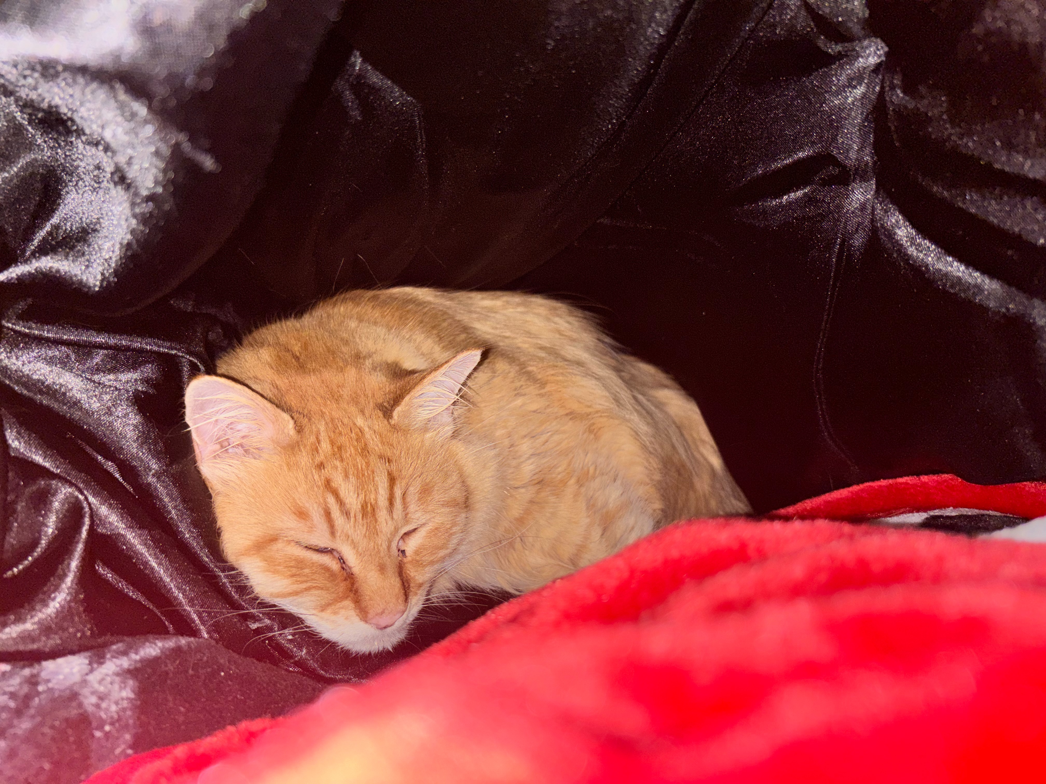 Help Save Ginger’s Life from Pyothorax campaign photo, 5 of 6