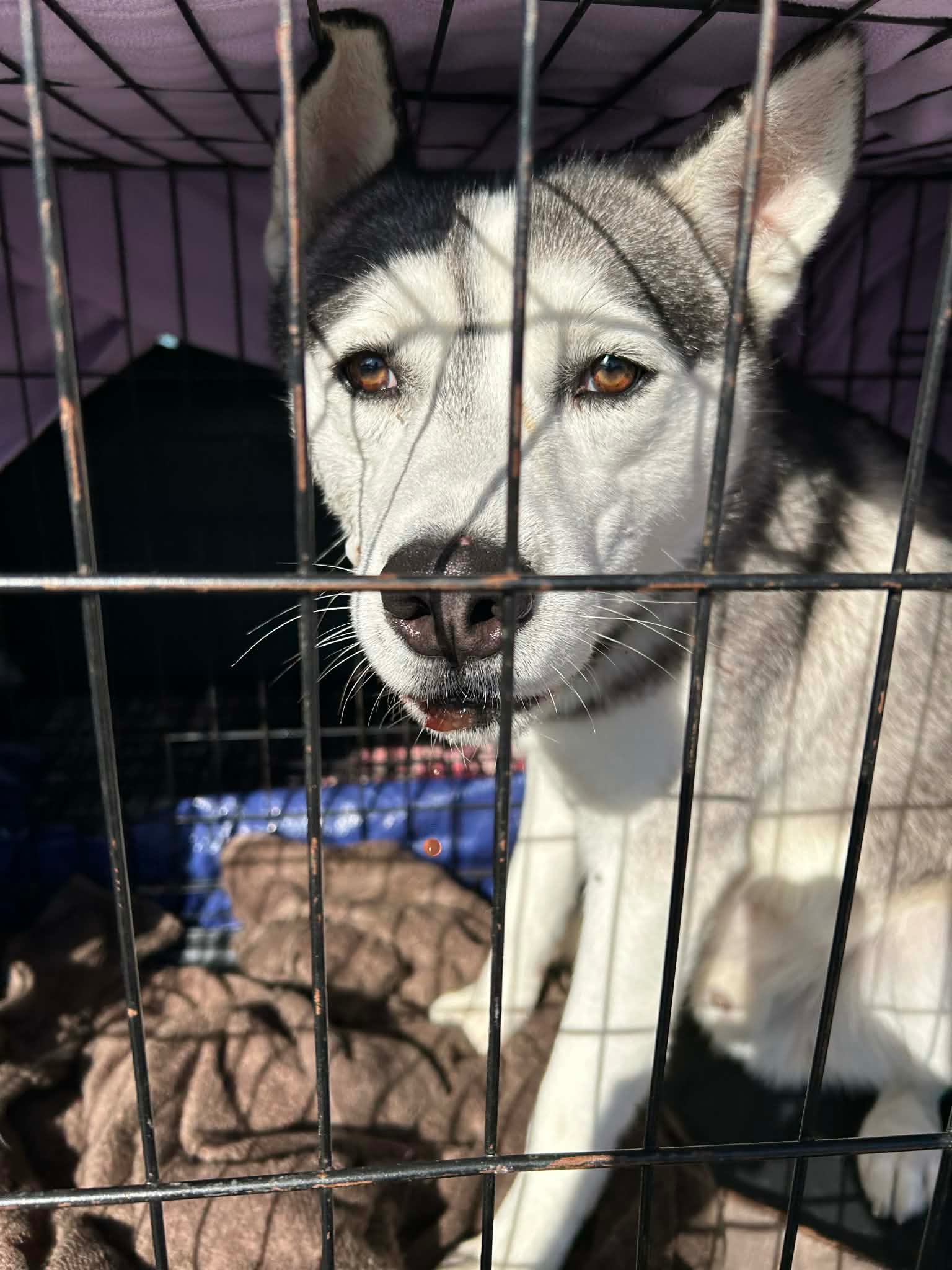 Desperately needed funds for Huskies campaign photo, 6 of 7