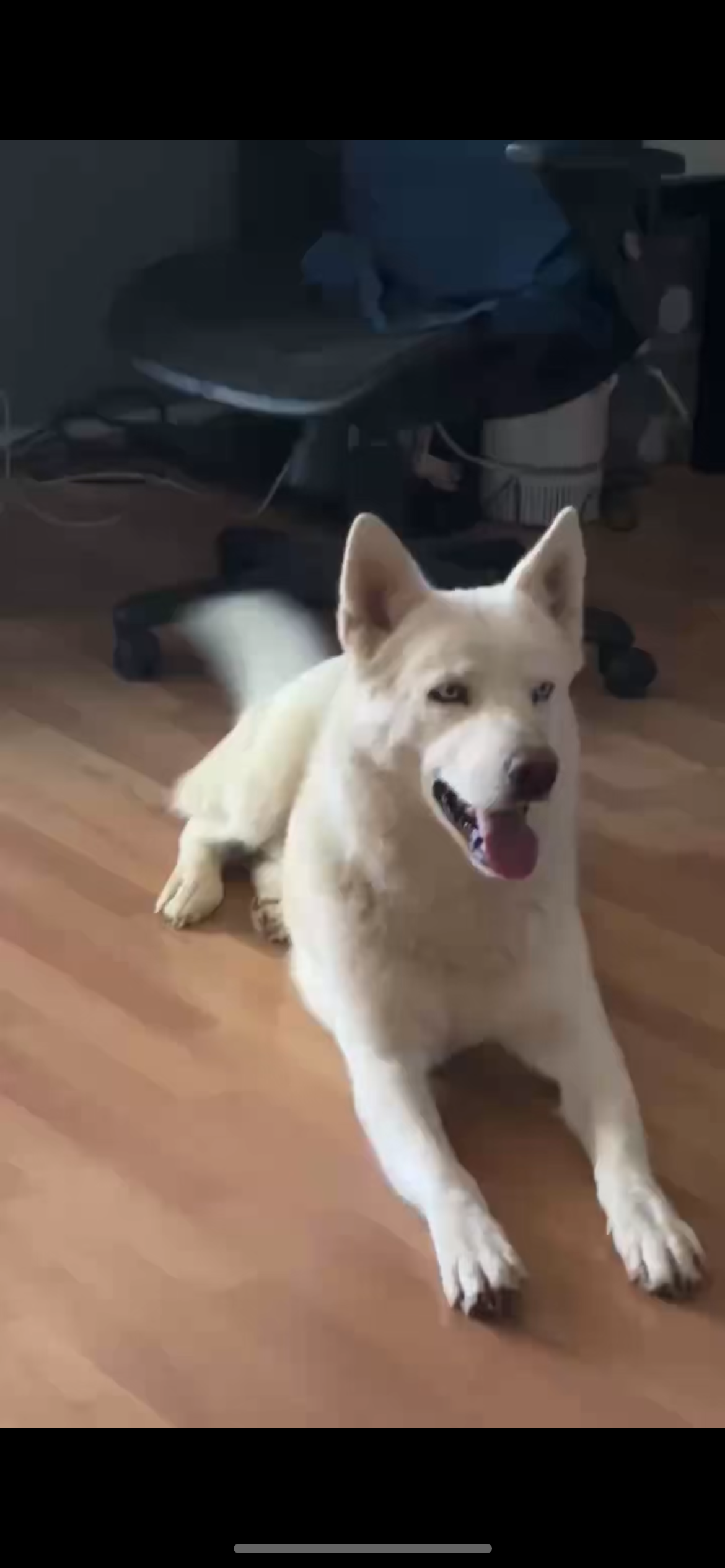 Desperately needed funds for Huskies campaign photo, 4 of 7