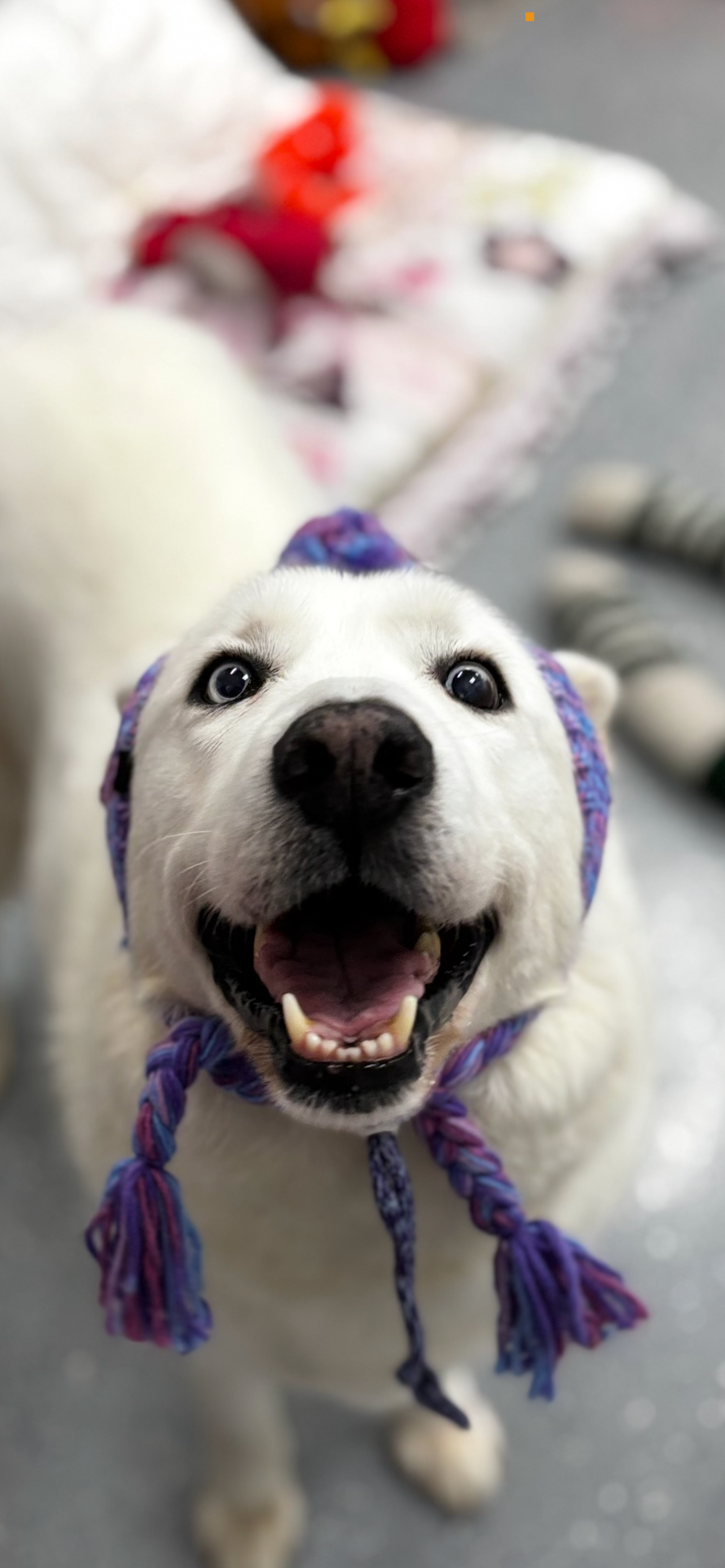 Desperately needed funds for Huskies campaign photo, 5 of 7