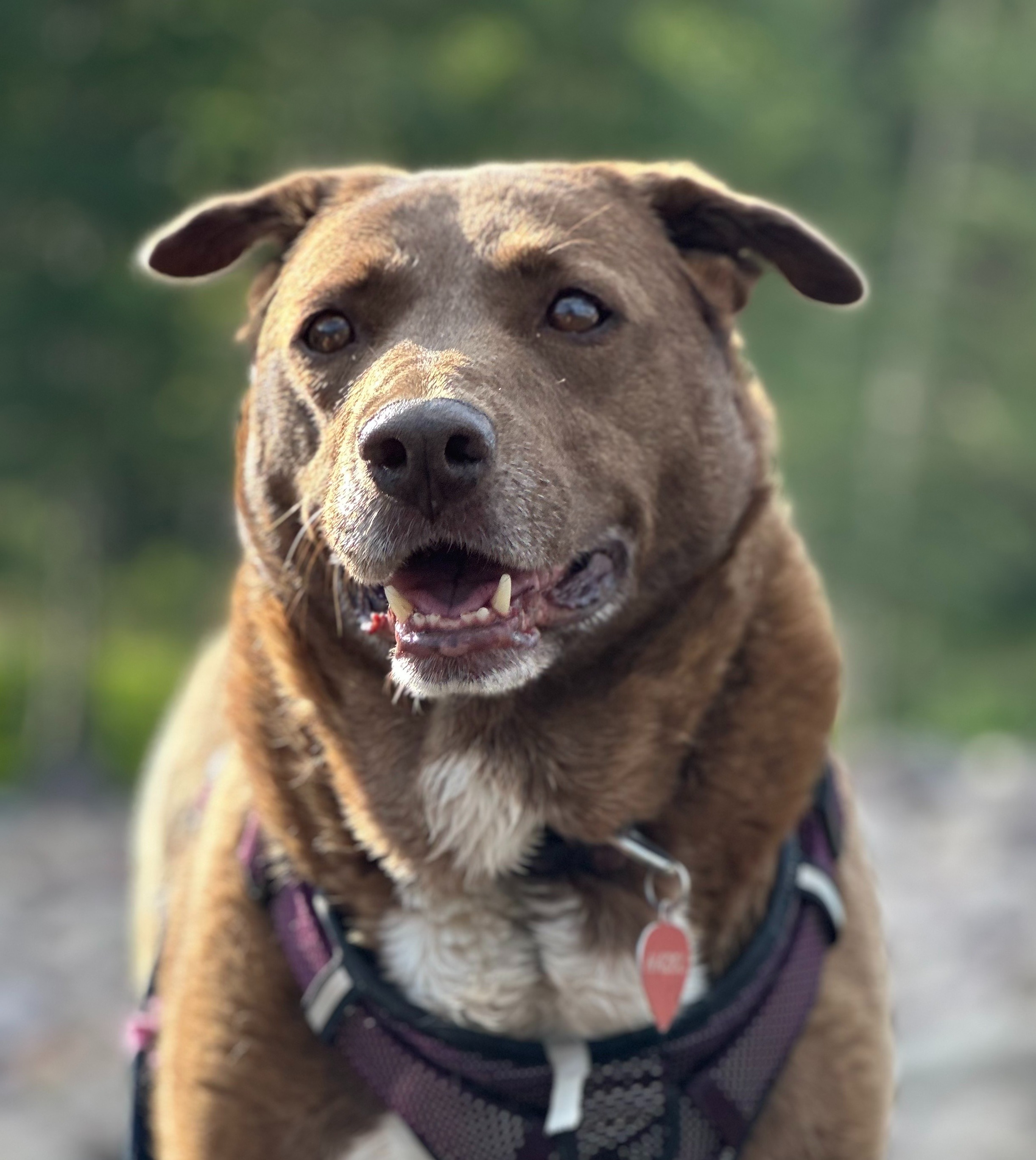 Help Hazel Heal: Support Her Surgery and Care campaign photo, 4 of 5