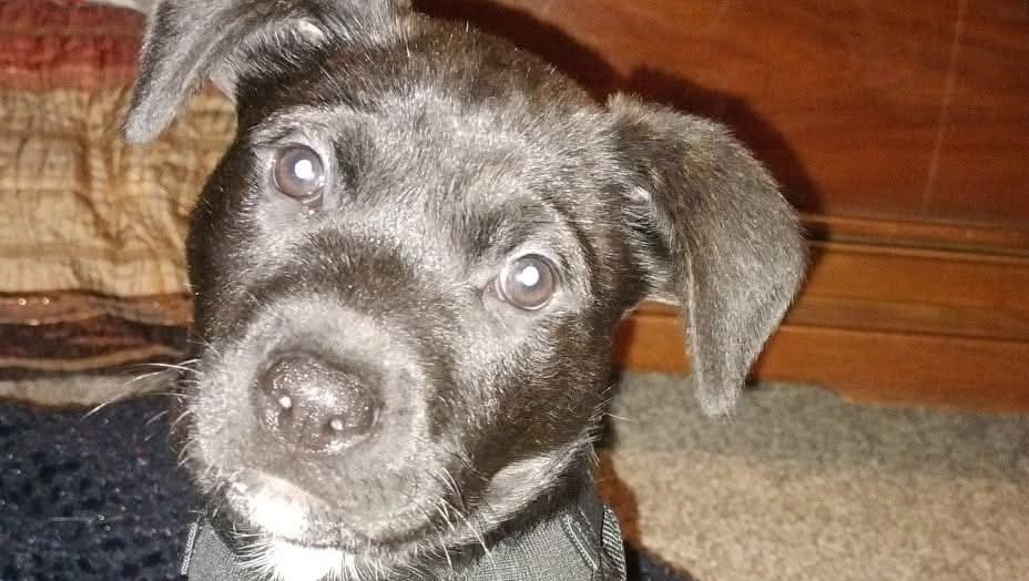 Help Strike Get Emergency Vet Care photo