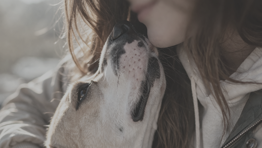 Help me and my dog find a safe home photo
