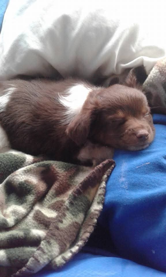 Help Kushie Get Lifesaving Surgery campaign photo, 7 of 8