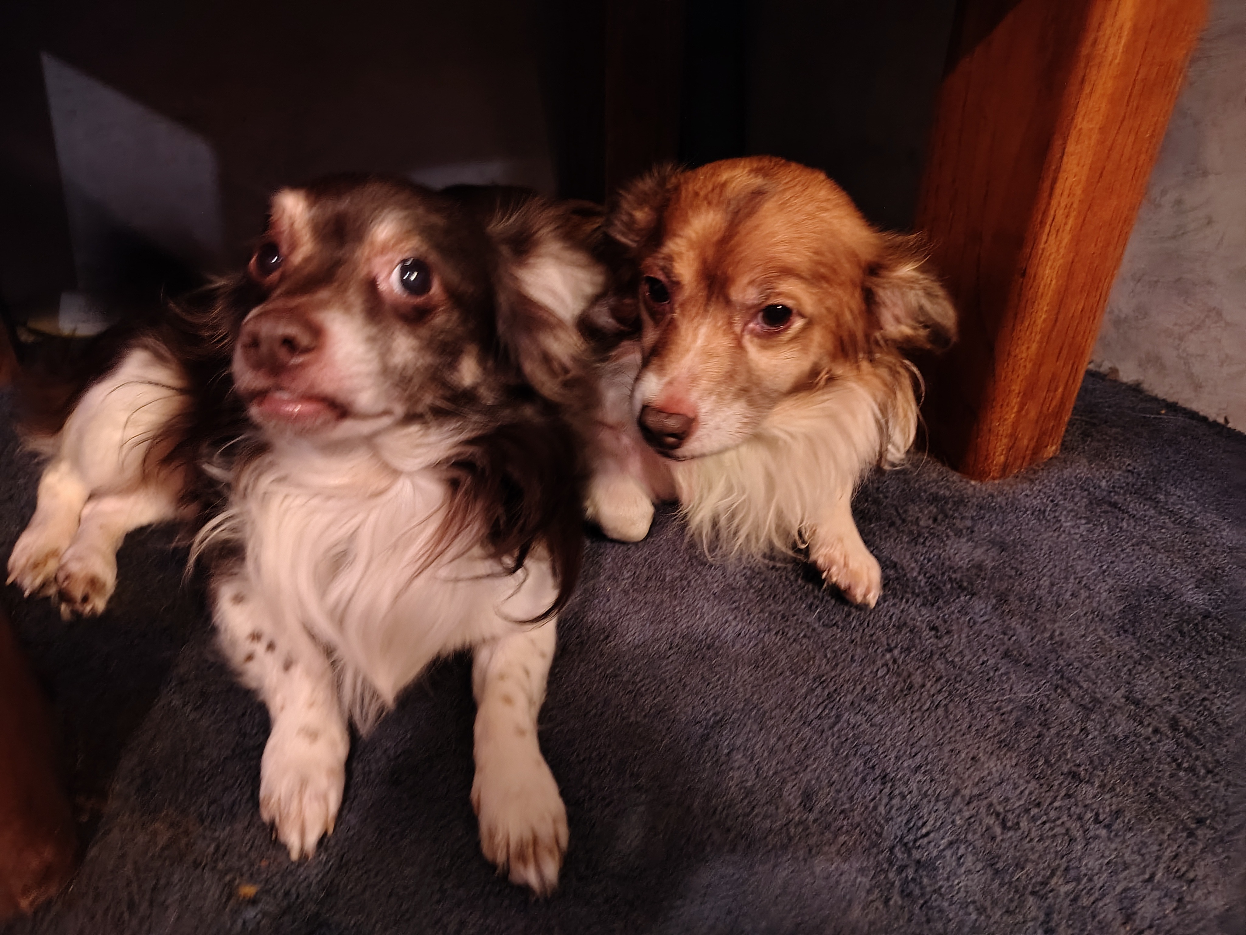 Help Kushie Get Lifesaving Surgery campaign photo, 2 of 8