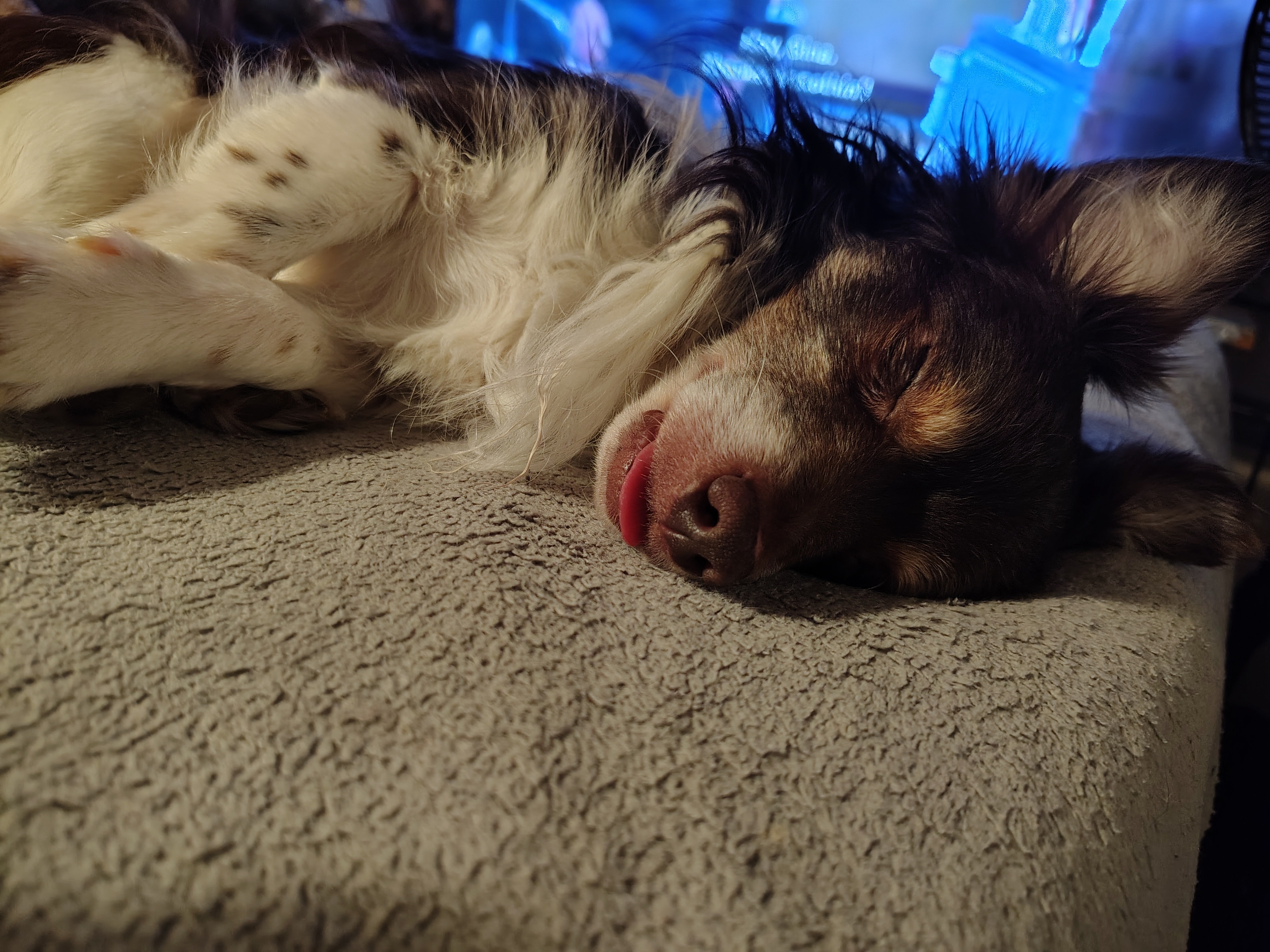 Help Kushie Get Lifesaving Surgery campaign photo, 4 of 8