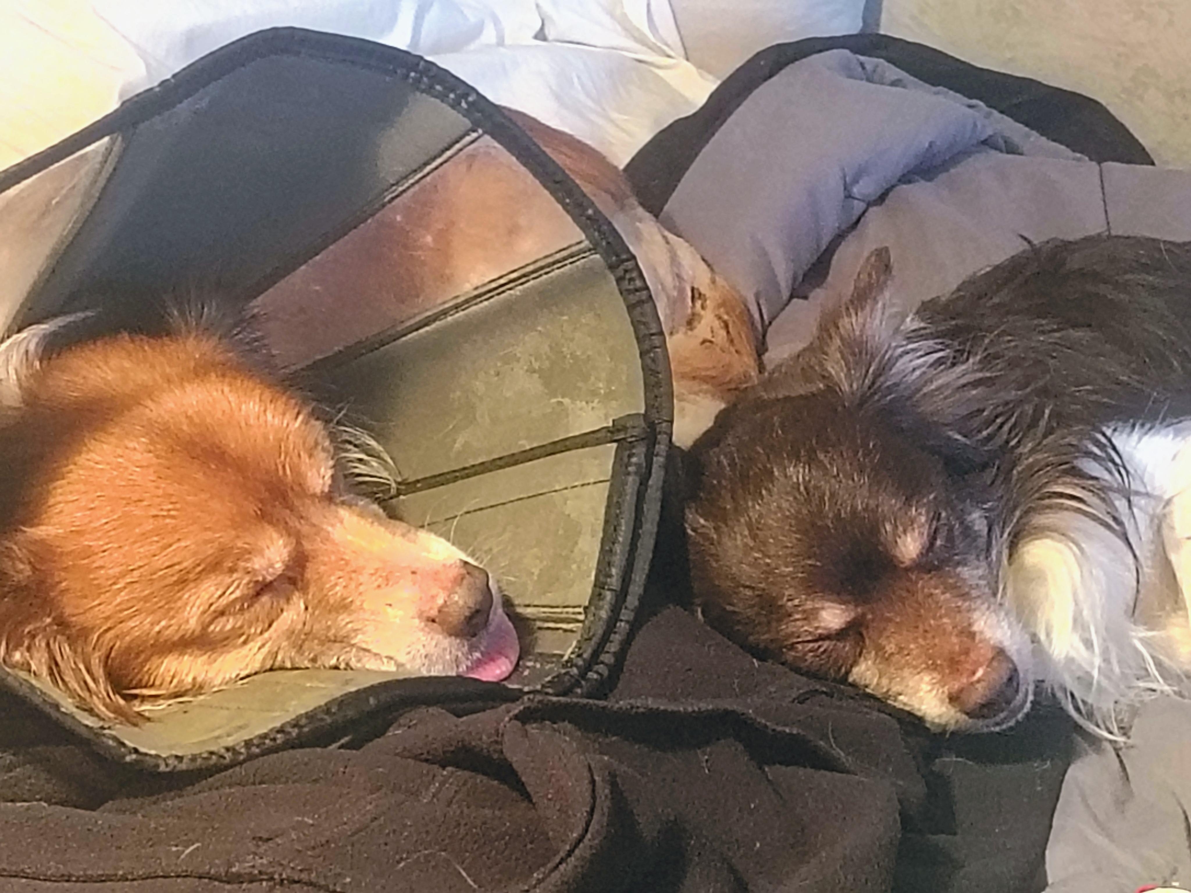Help Kushie Get Lifesaving Surgery campaign photo, 5 of 8