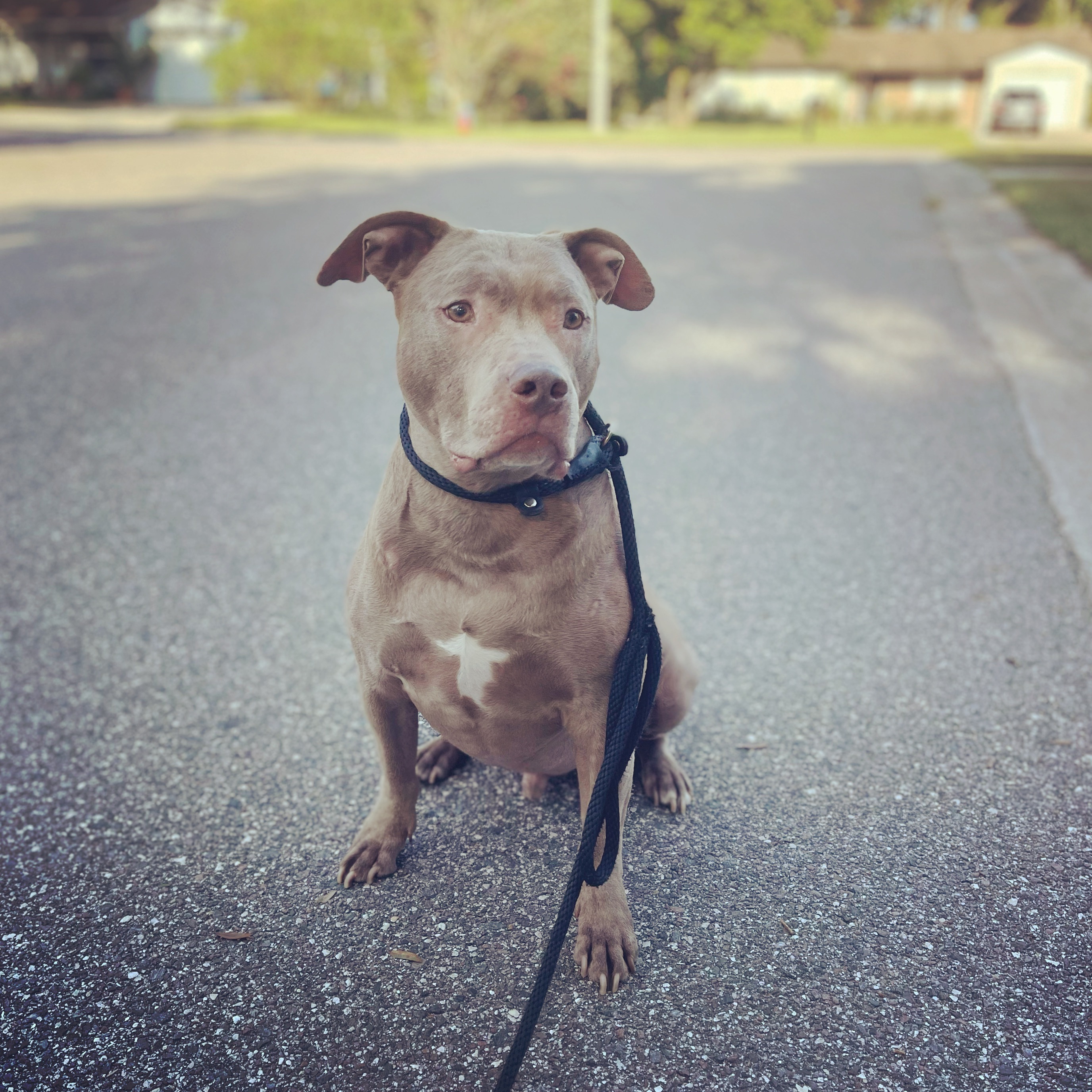 Help Biggie Walk Without Pain - Urgent CCL Surgery campaign photo, 5 of 6