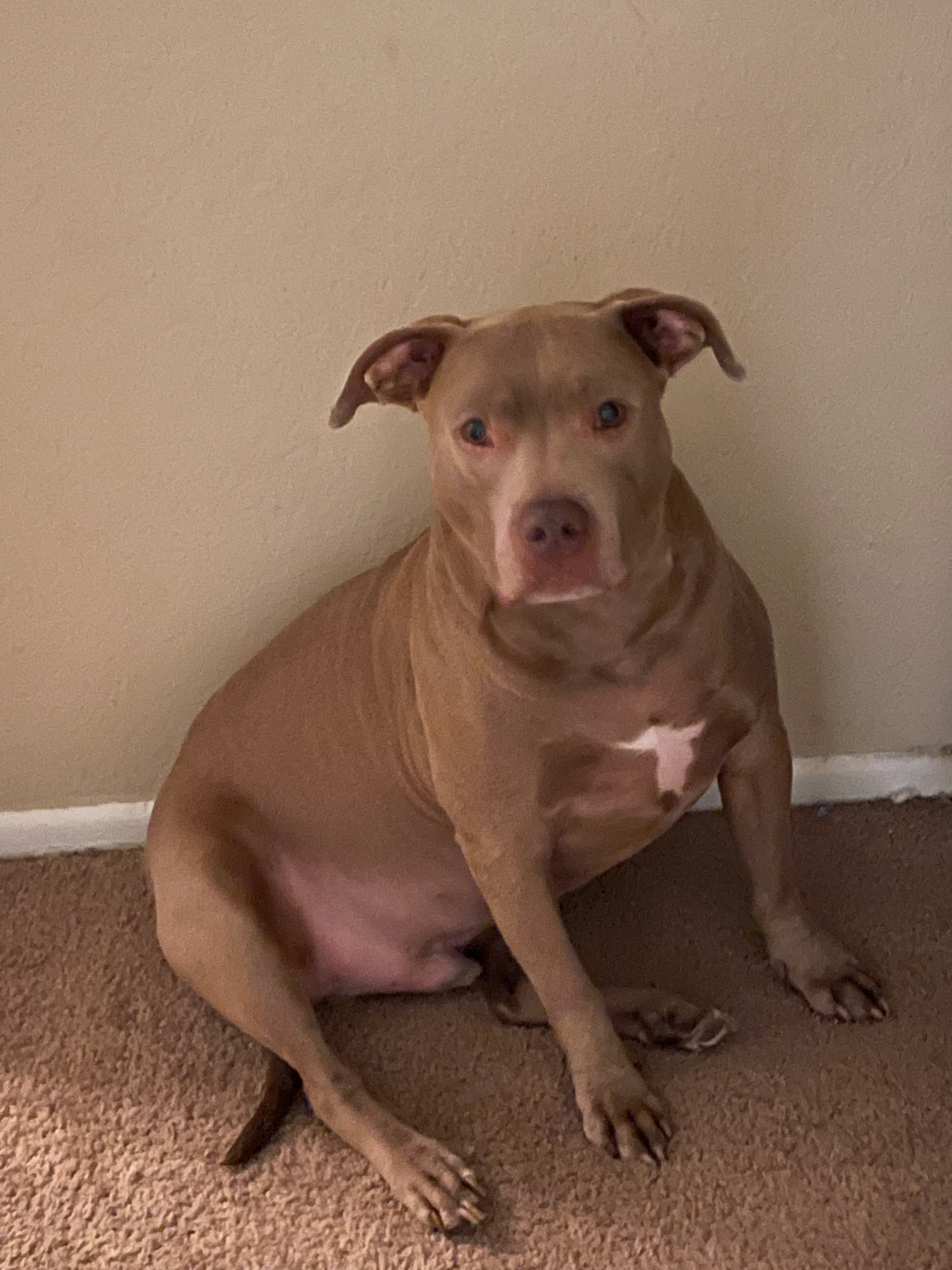 Help Biggie Walk Without Pain - Urgent CCL Surgery campaign photo, 2 of 6