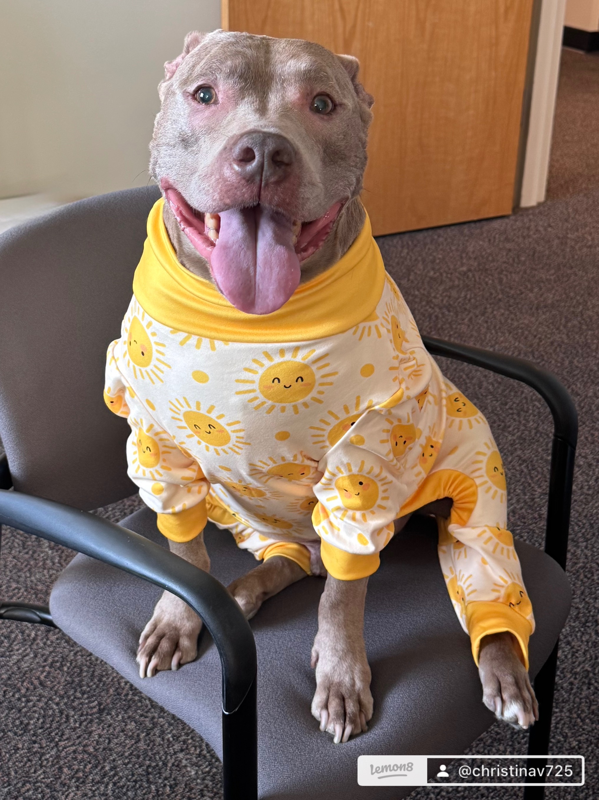Help Biggie Walk Without Pain - Urgent CCL Surgery campaign photo, 4 of 6