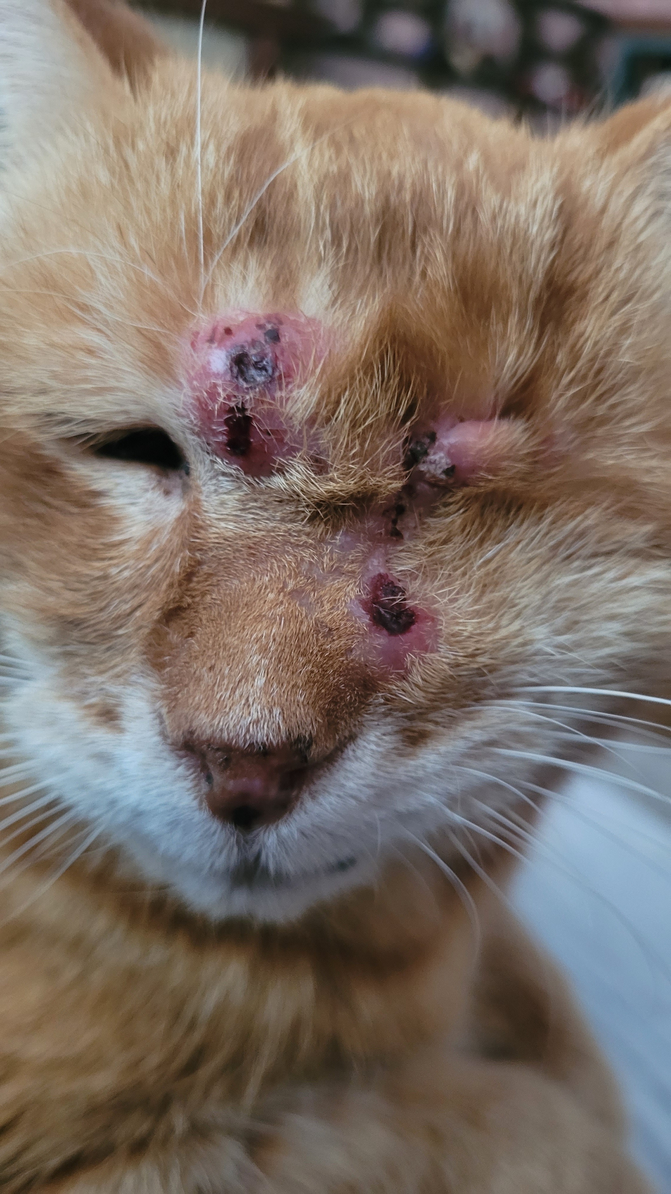 Support Twinkle in getting a CT Scan and Treatment campaign photo, 2 of 7
