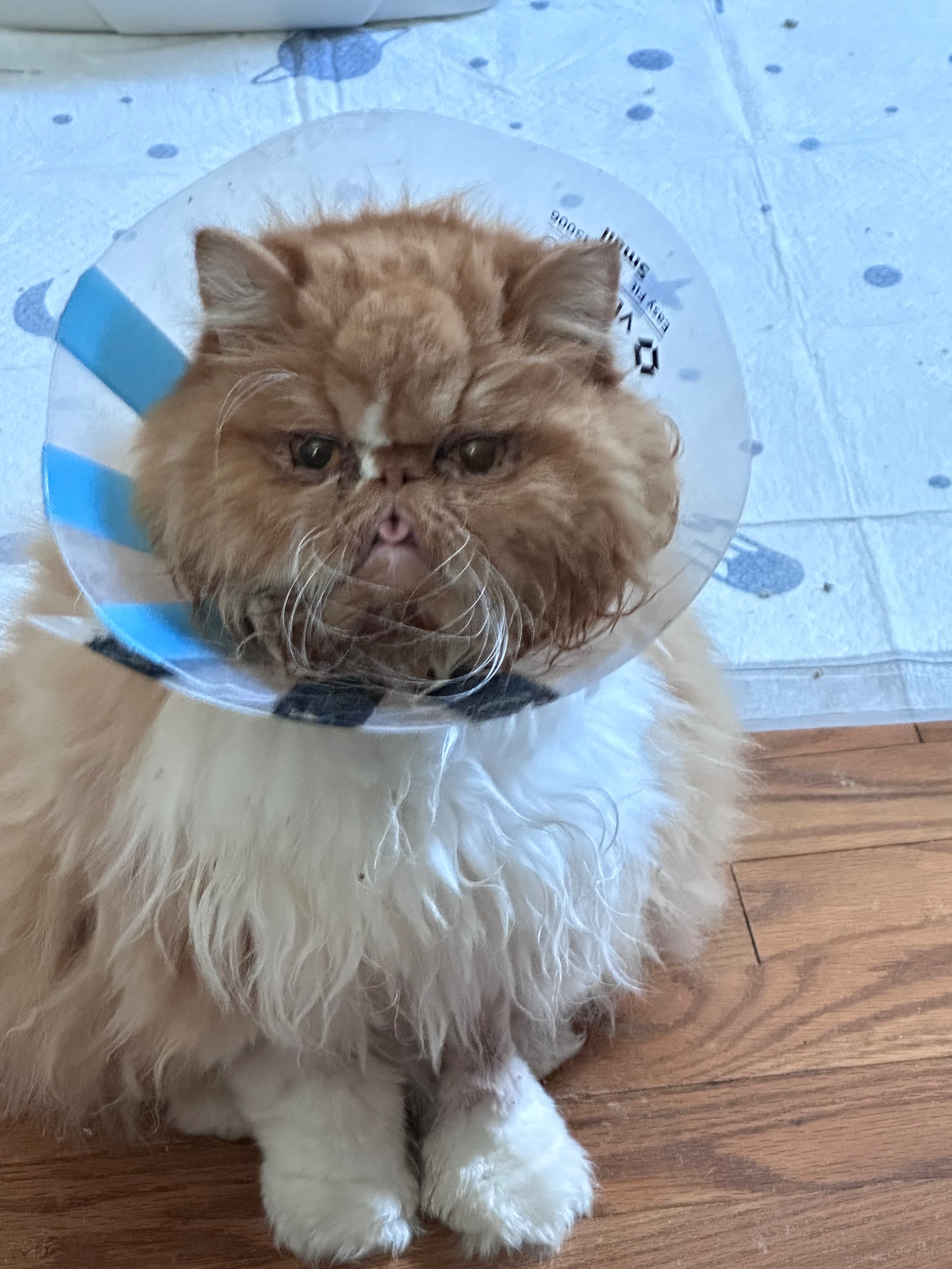 Help Alanna Cover Banner’s Surgery Costs campaign photo, 2 of 8