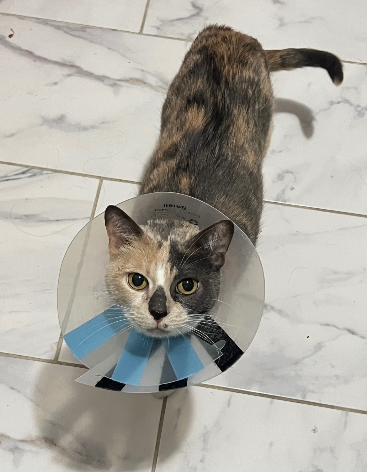 Help Cher & Ramen Recover from Emergency Vet Care campaign photo, 2 of 7