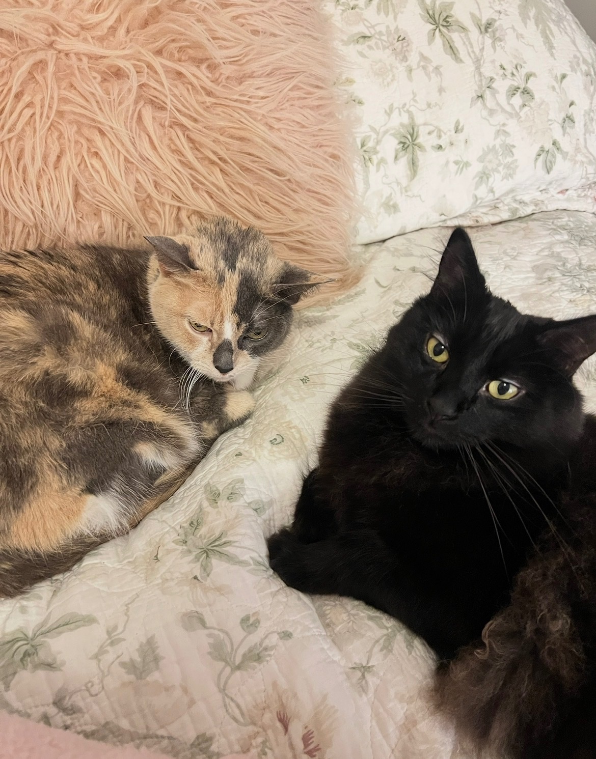 Help Cher & Ramen Recover from Emergency Vet Care campaign photo, 4 of 7