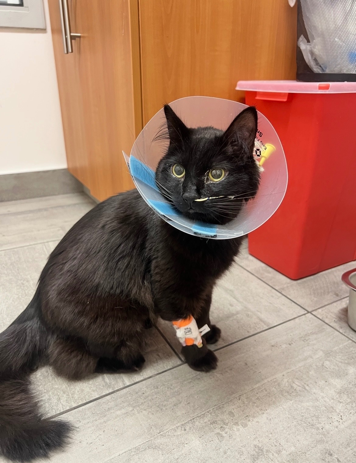 Help Cher & Ramen Recover from Emergency Vet Care campaign photo, 5 of 7
