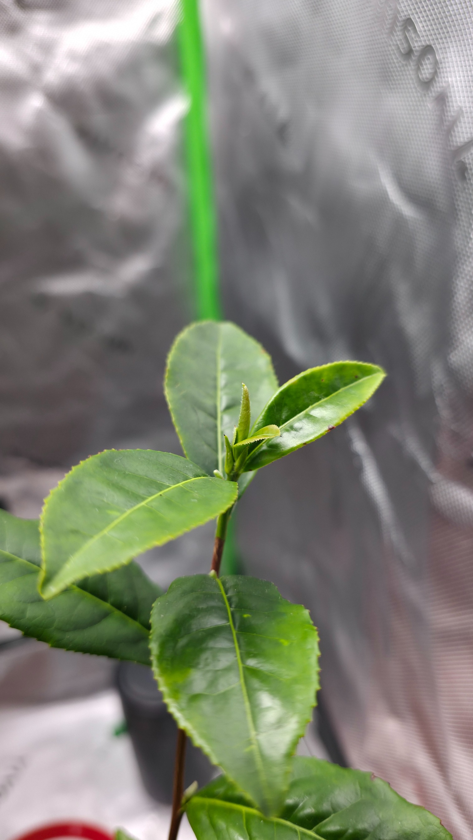 Support the Growth of our Artisanal Tea Company campaign photo, 2 of 4