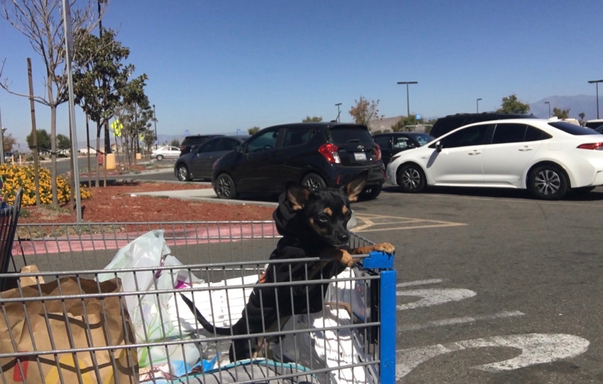 Remembering Bubbles: Help with Final Expenses campaign photo, 5 of 6