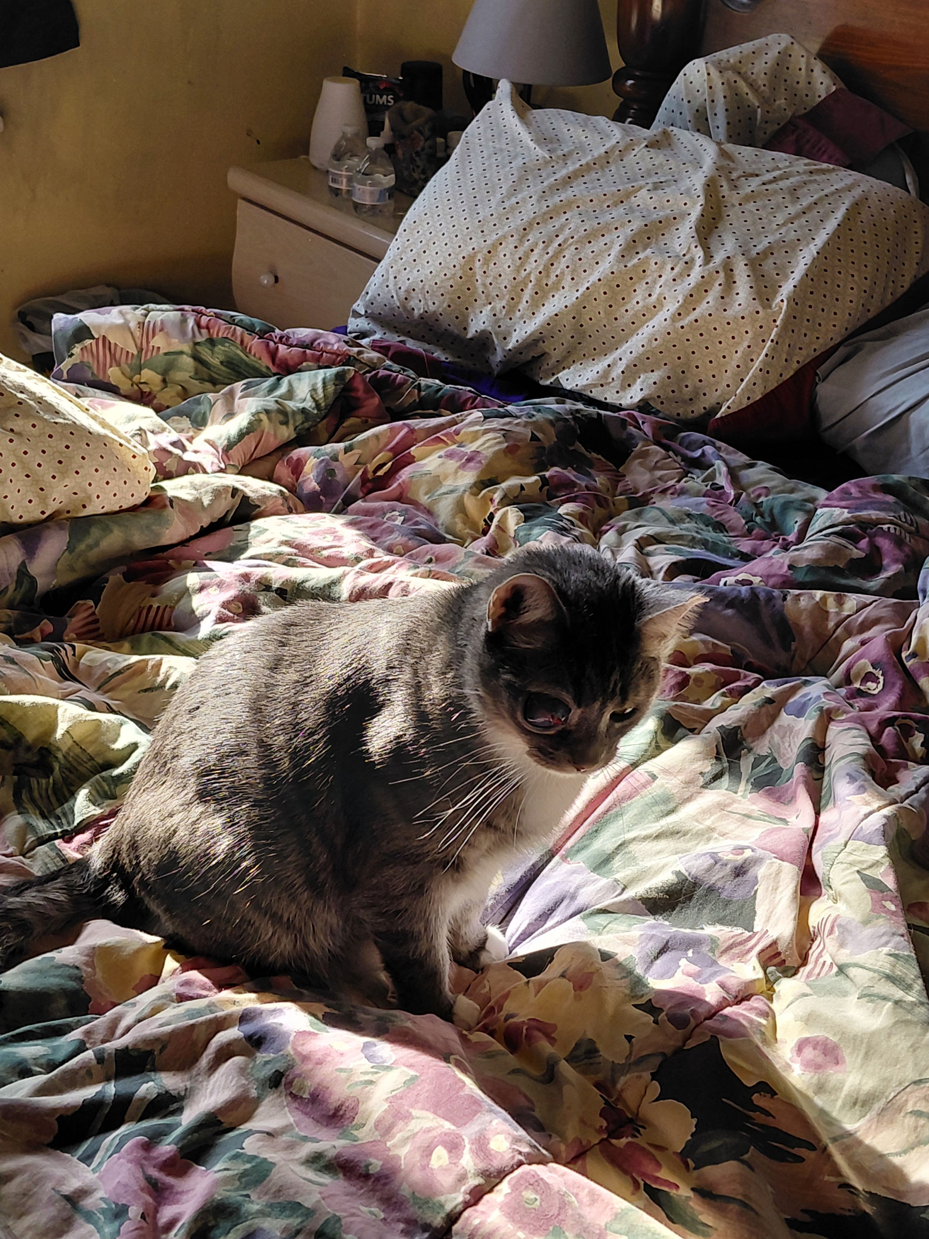 Help My Rescued Cat Get Urgent Eye Care campaign photo, 5 of 8