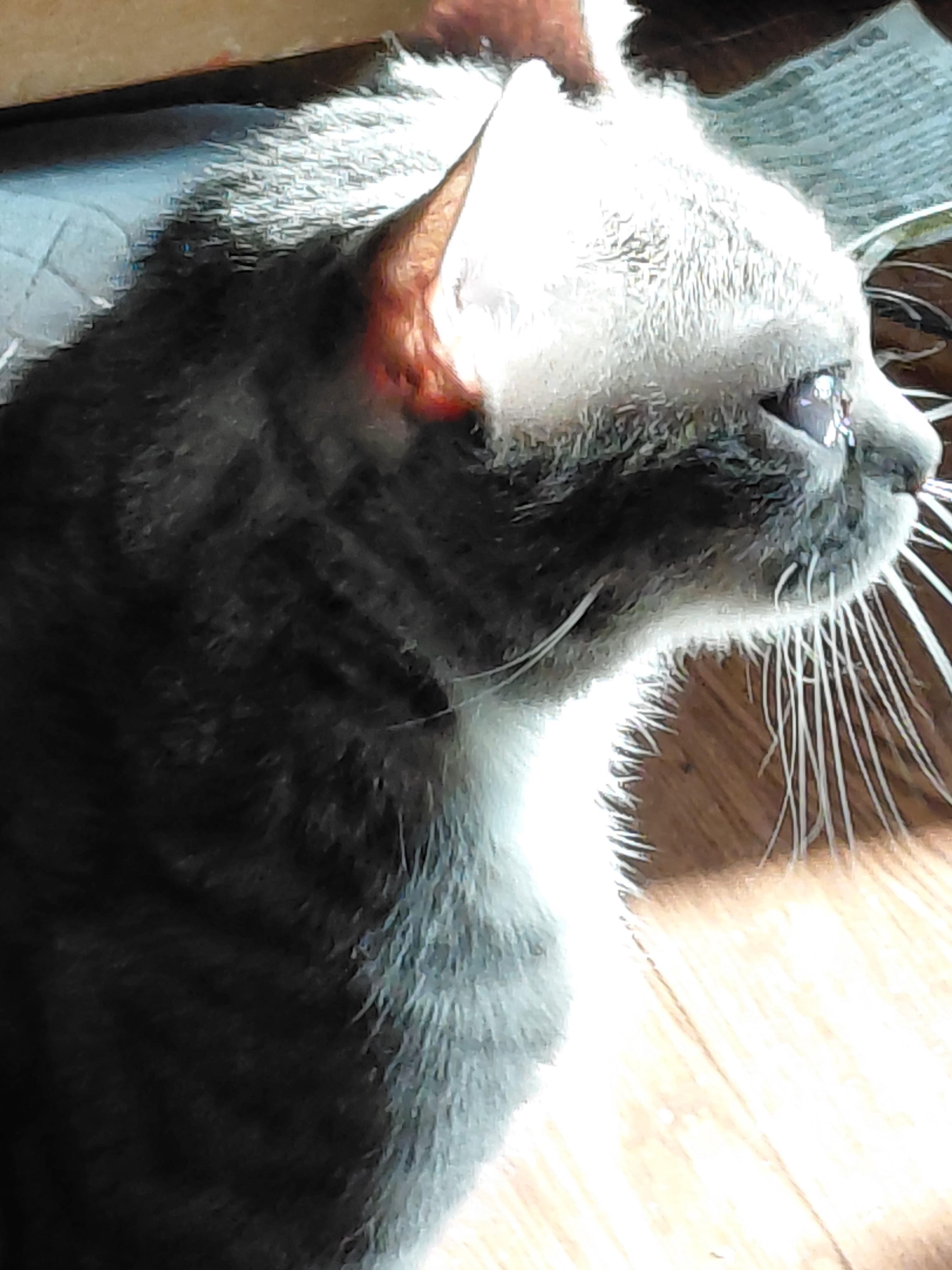 Help My Rescued Cat Get Urgent Eye Care campaign photo, 4 of 8