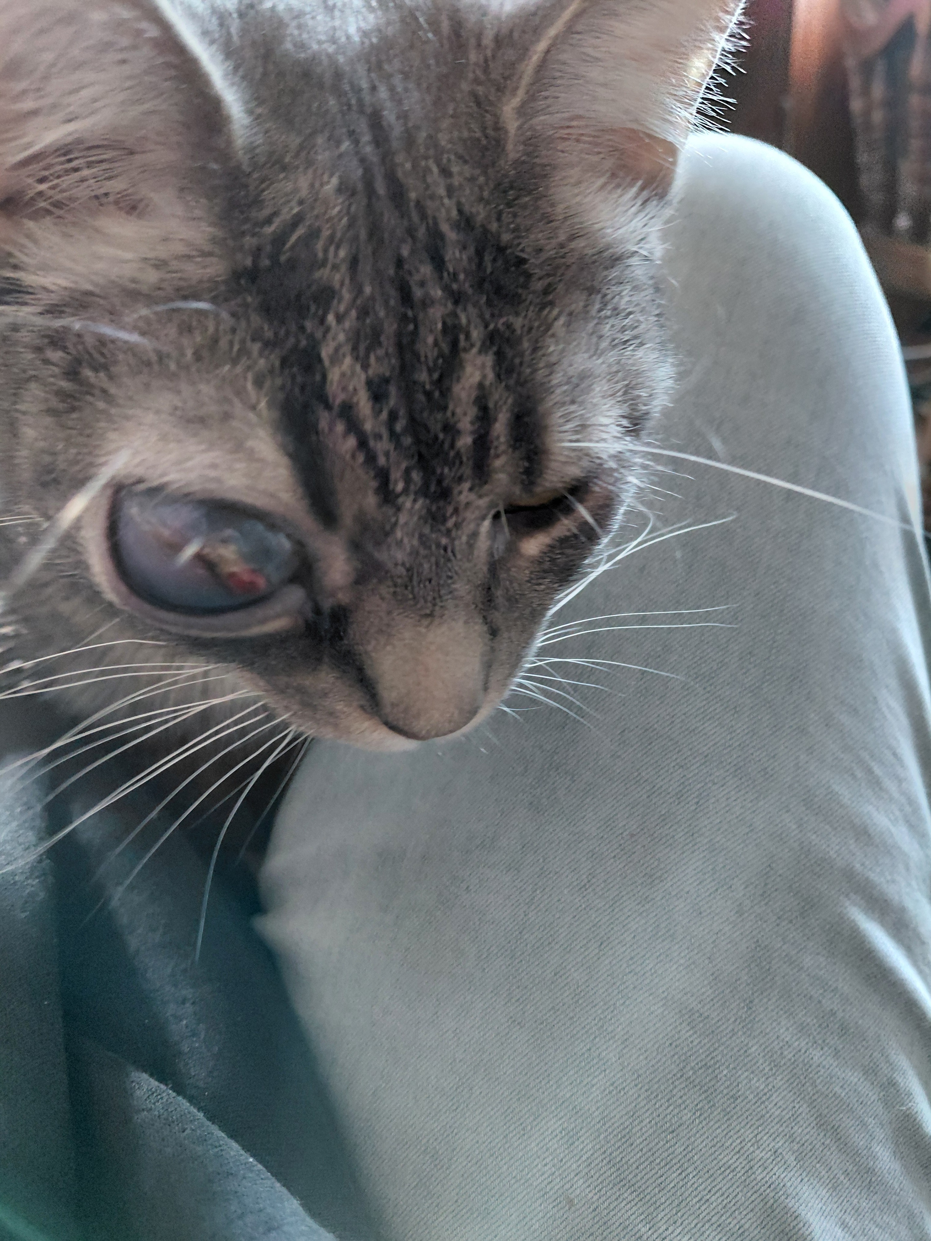 Help My Rescued Cat Get Urgent Eye Care campaign photo, 6 of 8