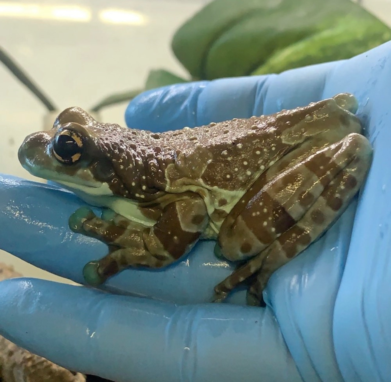 Gage’s SAVE THE FROGS! Field Project campaign photo, 7 of 7