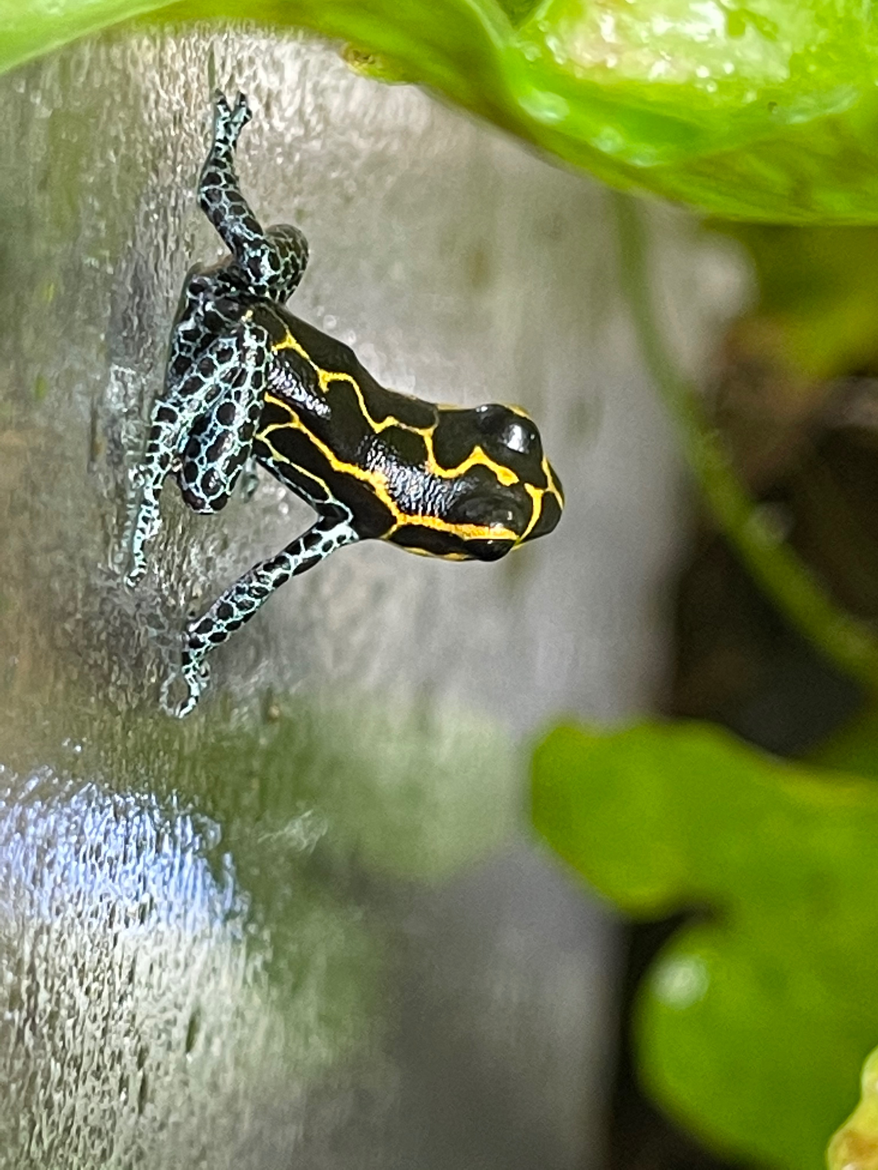 Gage’s SAVE THE FROGS! Field Project campaign photo, 2 of 7
