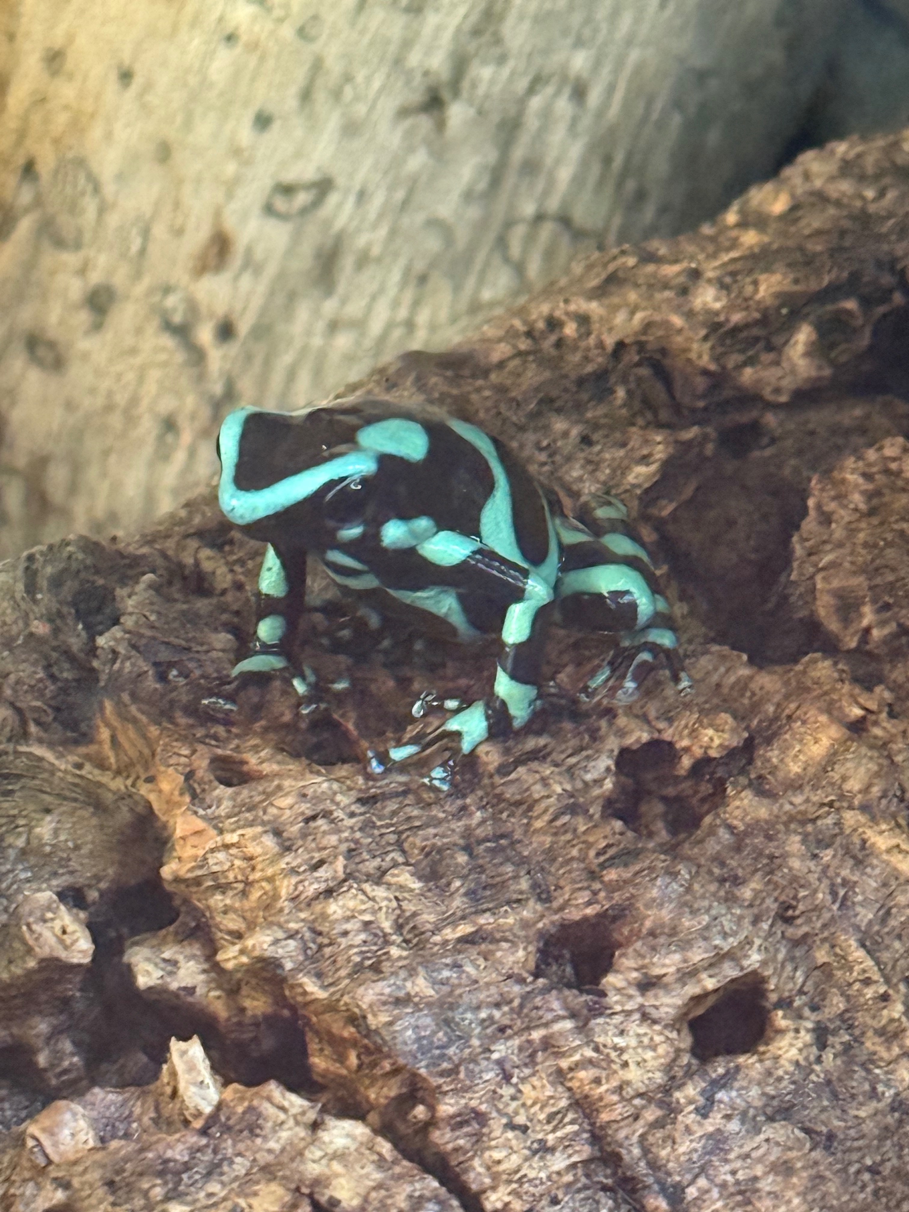 Gage’s SAVE THE FROGS! Field Project campaign photo, 4 of 7