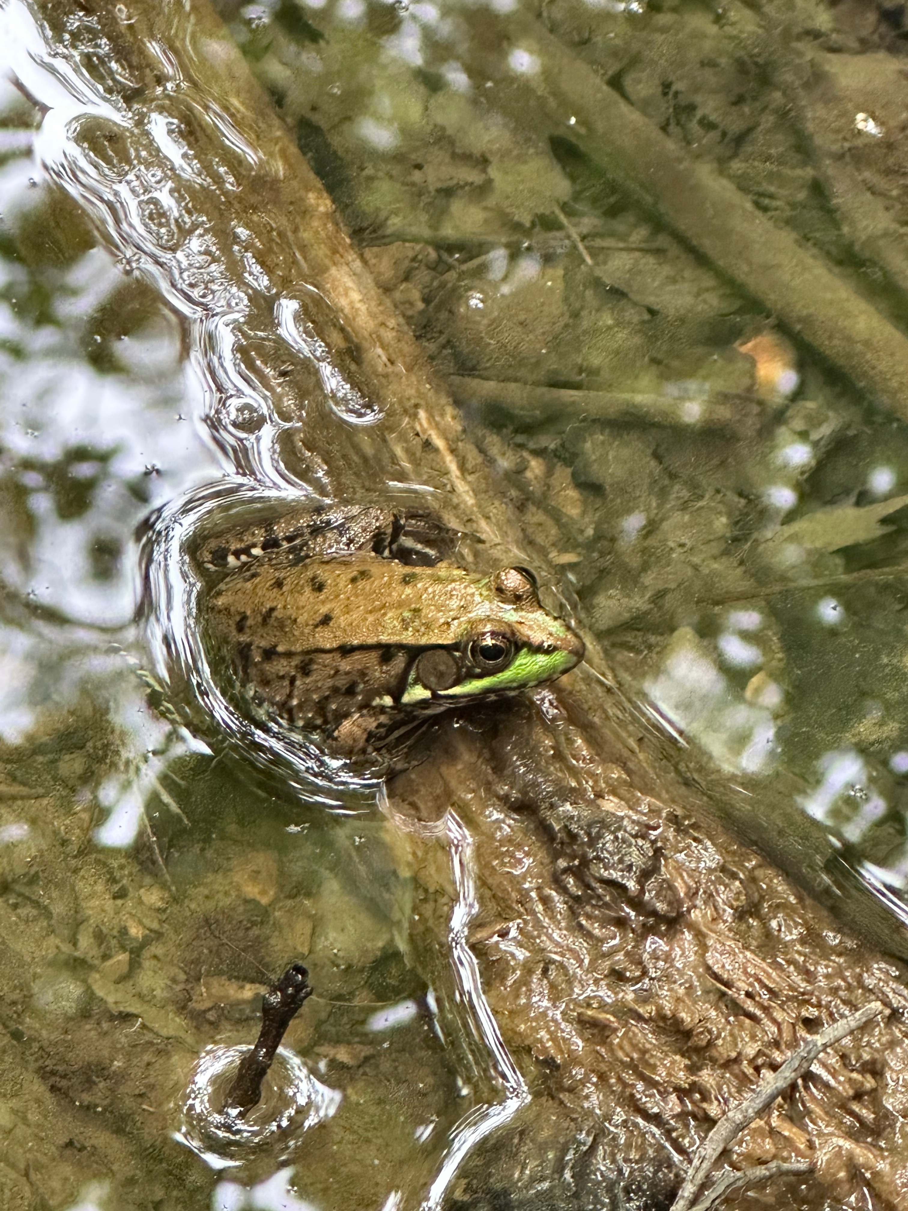 Gage’s SAVE THE FROGS! Field Project campaign photo, 6 of 7