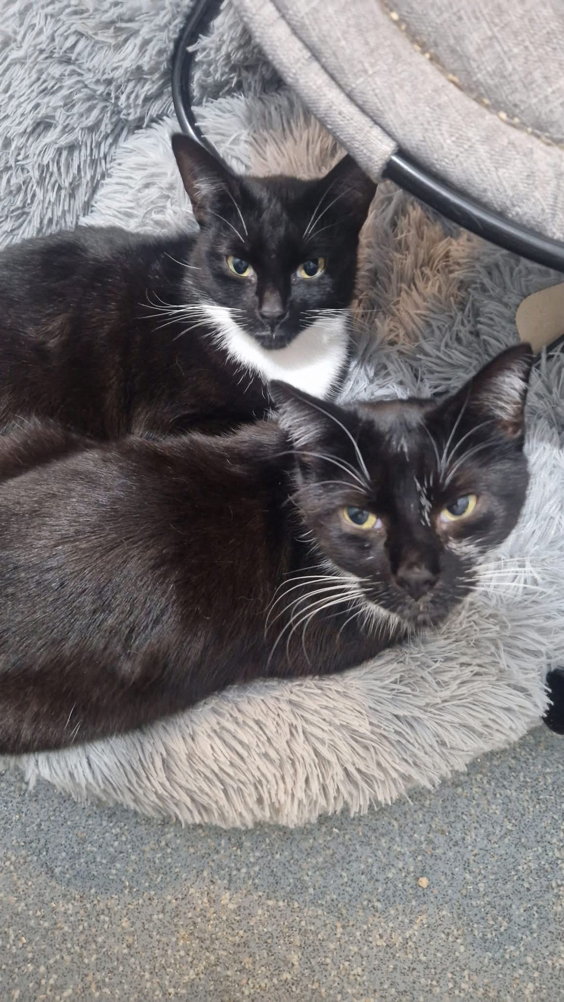 Help donate towards County Road Indoor Rescue campaign photo, 2 of 8